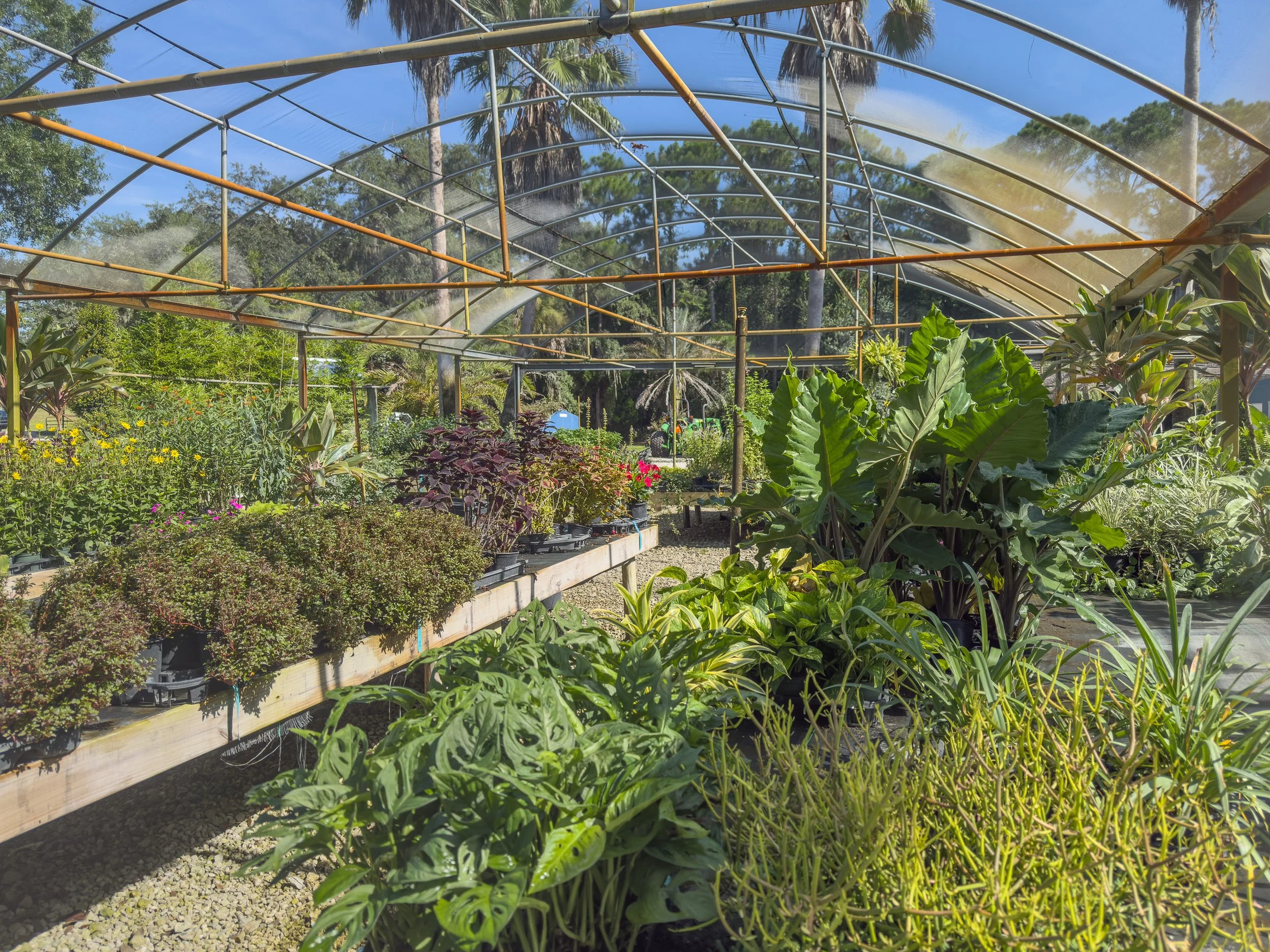 the-farm-ormond-beach-florida-tropical-plants.jpg