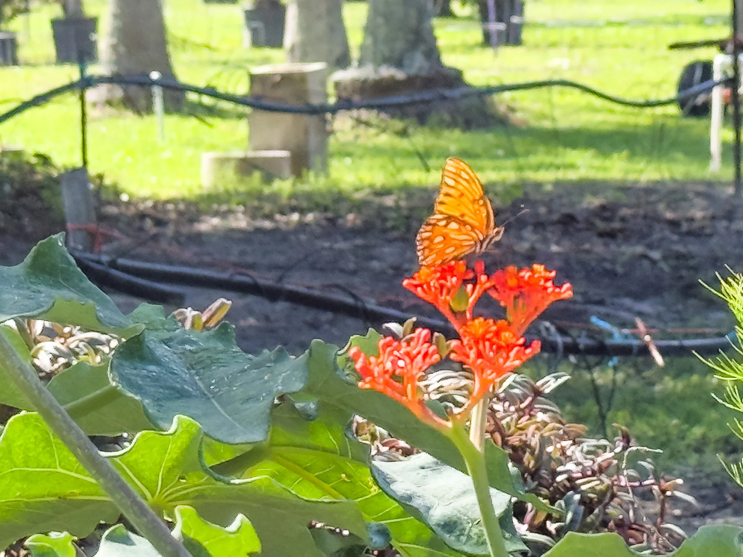 the-farm-ormond-beach-florida-butterfiles.jpg
