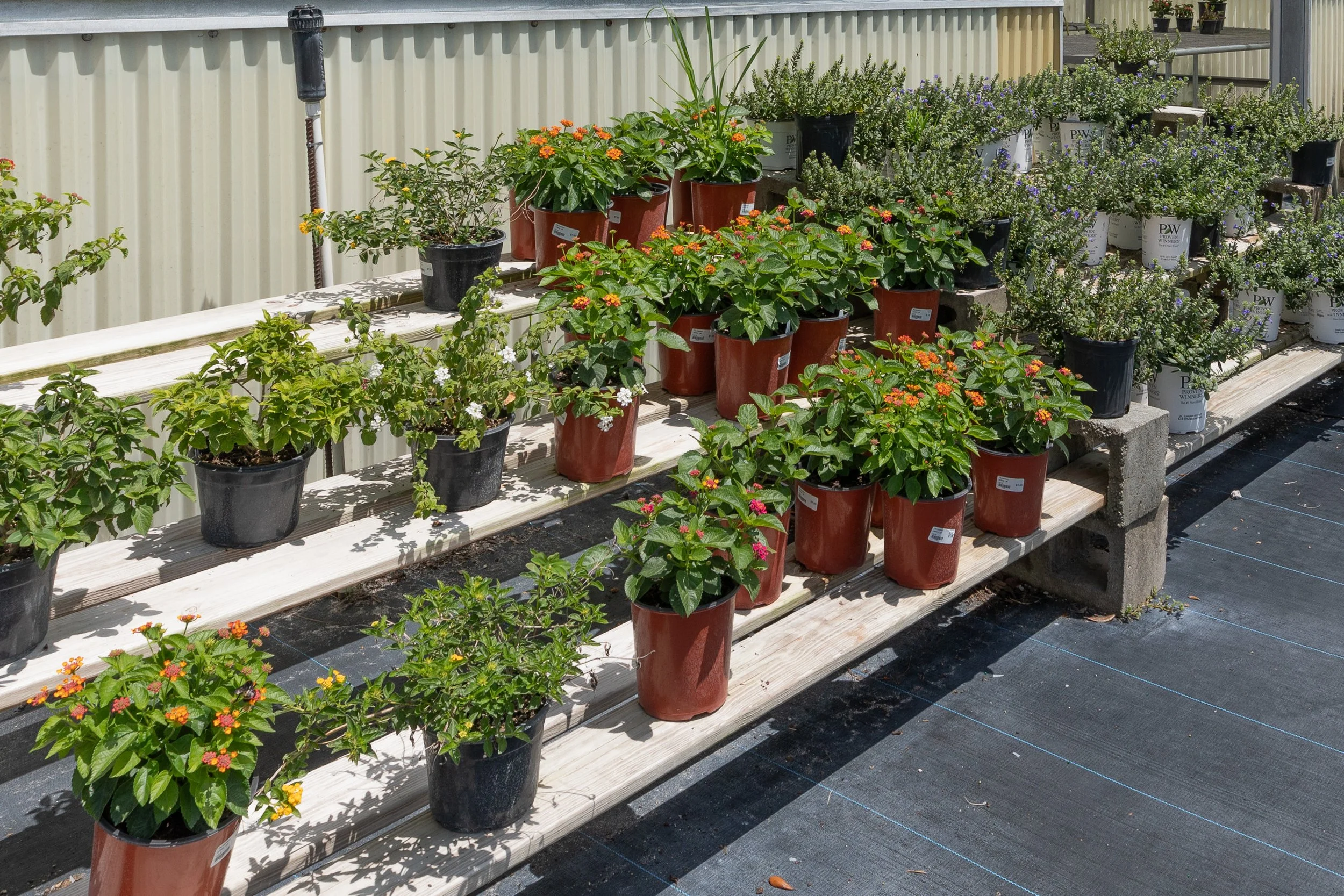 Arboretum-ormond-beach-florida-houseplants.jpg