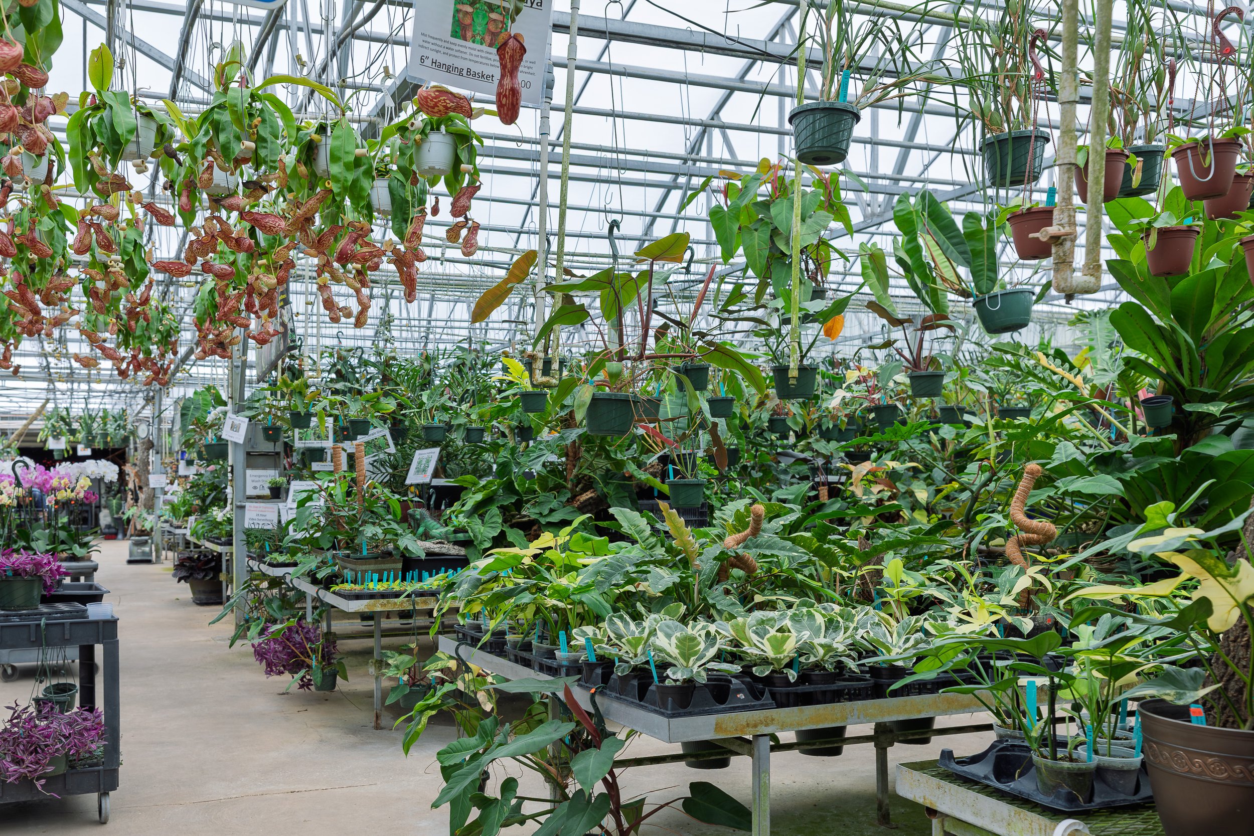 E.F.G.-Orchids-deland-florida-giant-houseplantsjpg.jpg