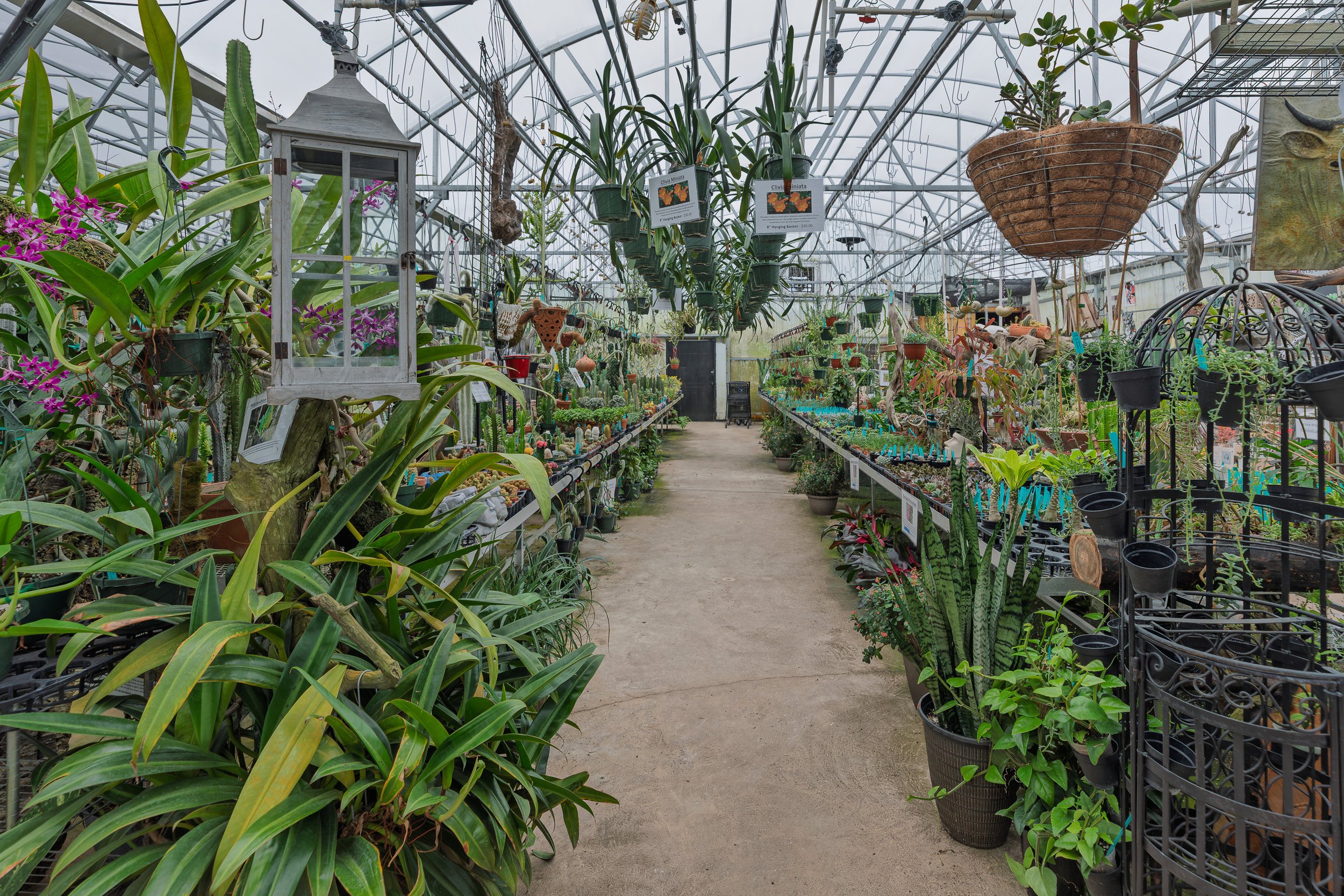 E.F.G.-Orchids-deland-florida-tropical-houseplants.jpg