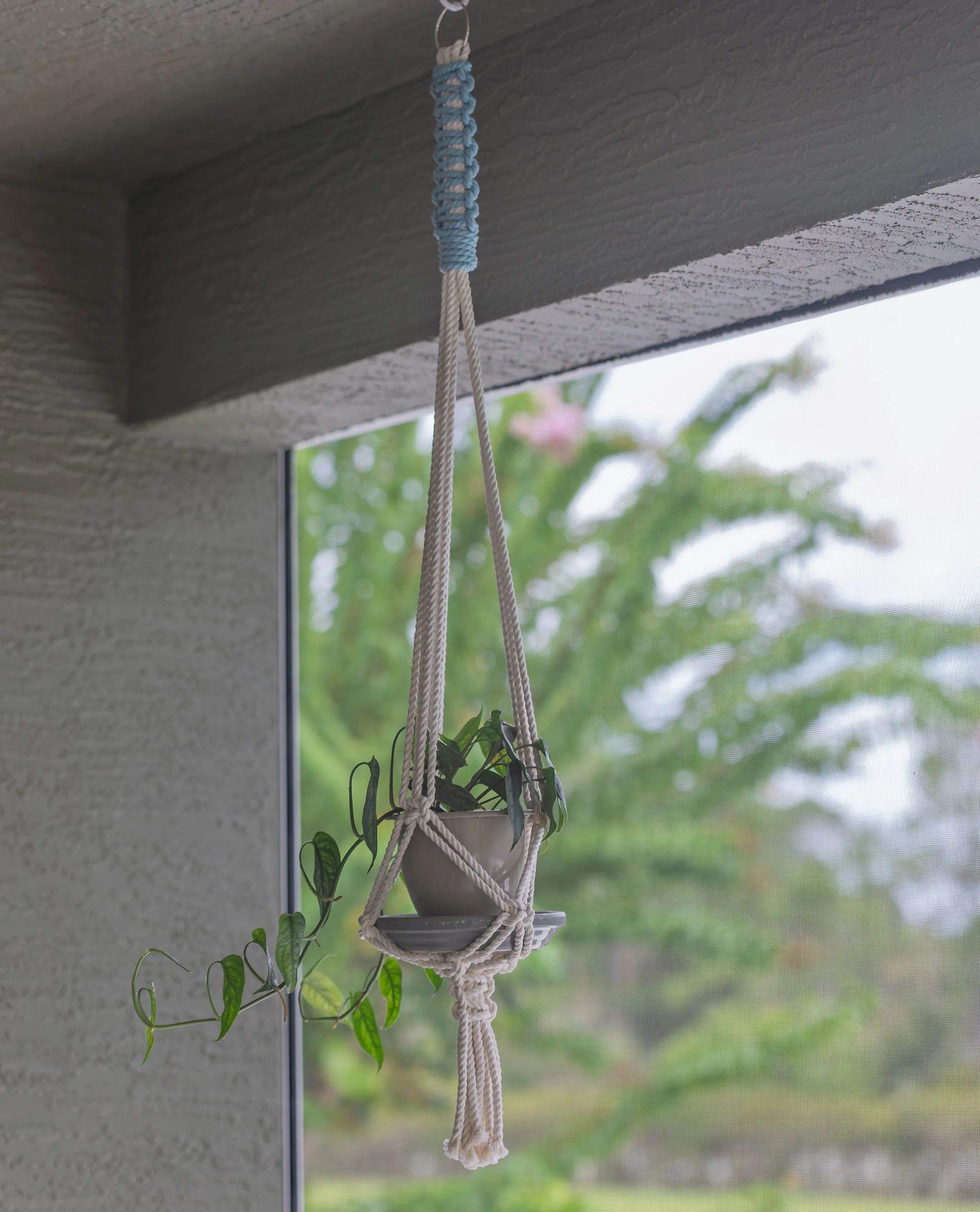 Lanipots-Ormond-Beach-plants-houseplants.jpg