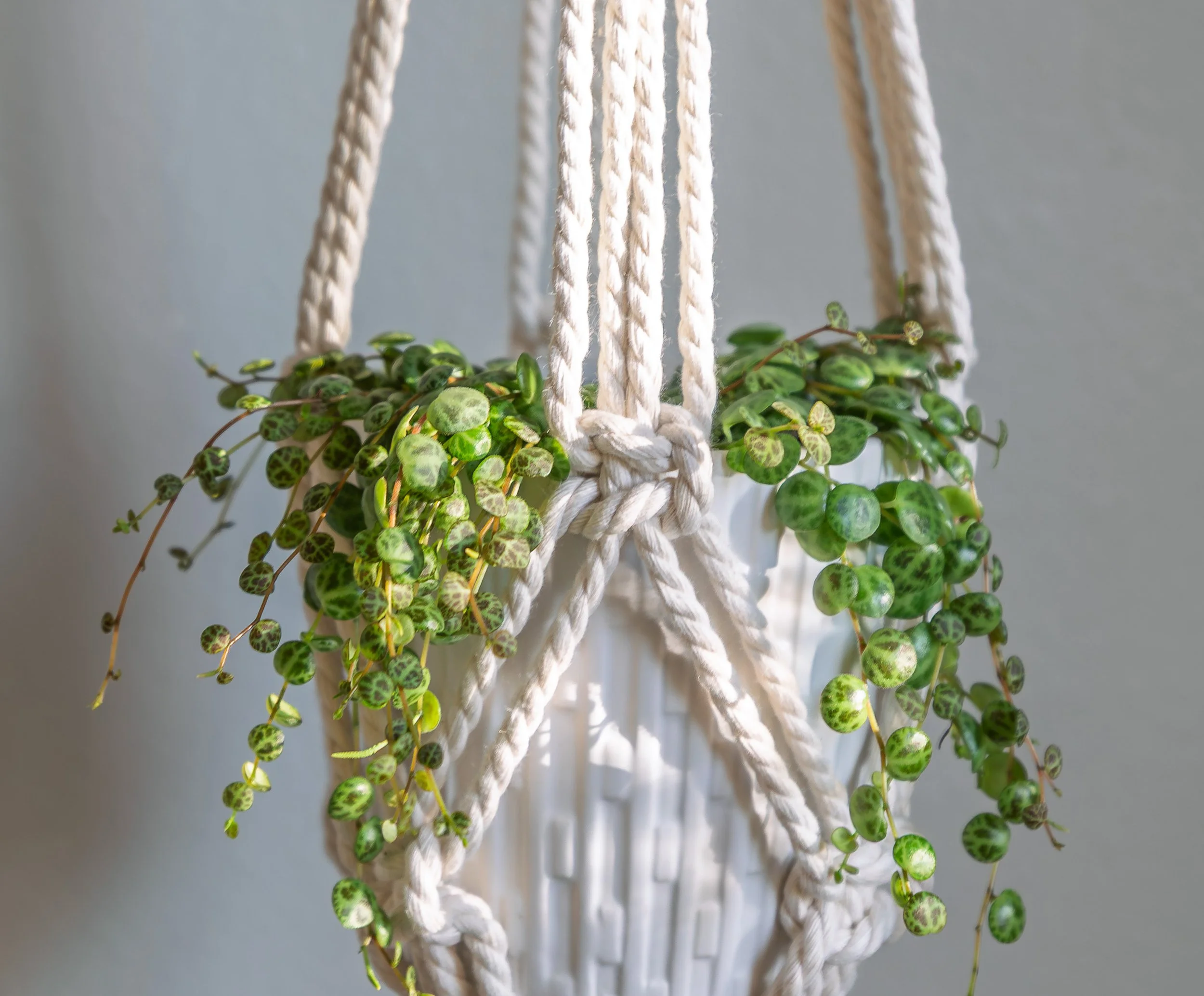 Close-up of a hanging plant with small, string of turtles, rounded green leaves with darker green spots, suspended by a white rope or macrame holder against a plain background.