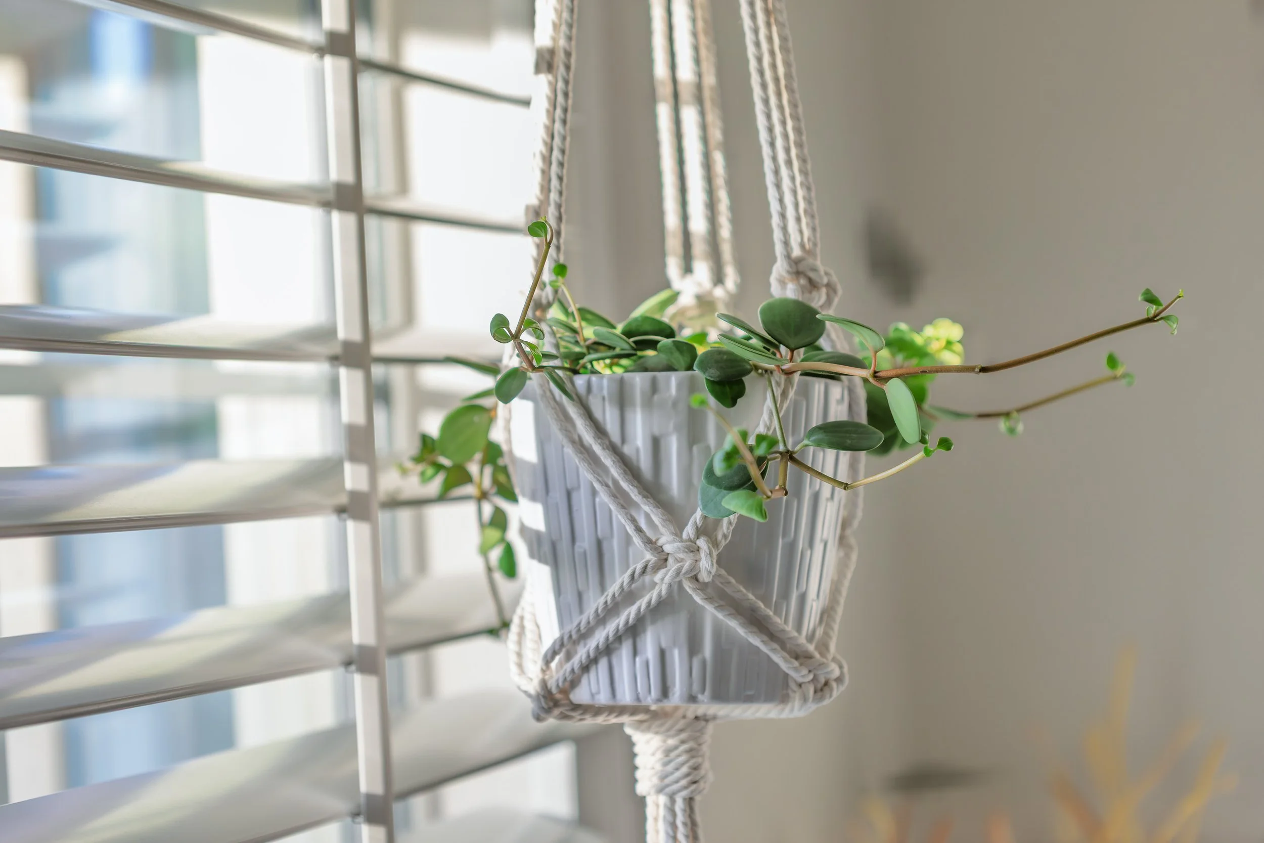 A potted green plant peperomia 'hope' hanging in a white ceramic pot tied with white rope, positioned near a window with horizontal blinds letting in natural light.