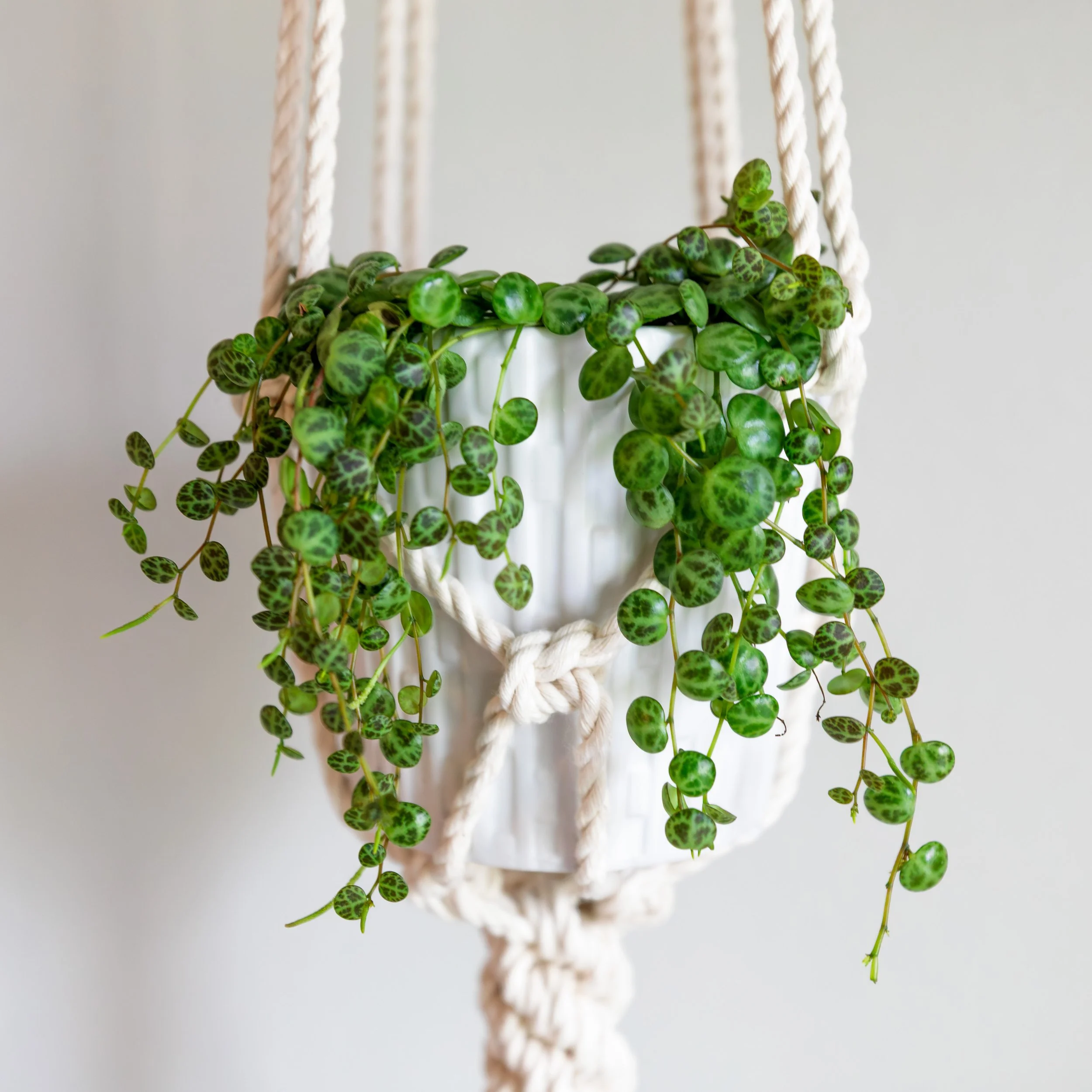 crown knot plant hanger double tiered string of turtles.jpg