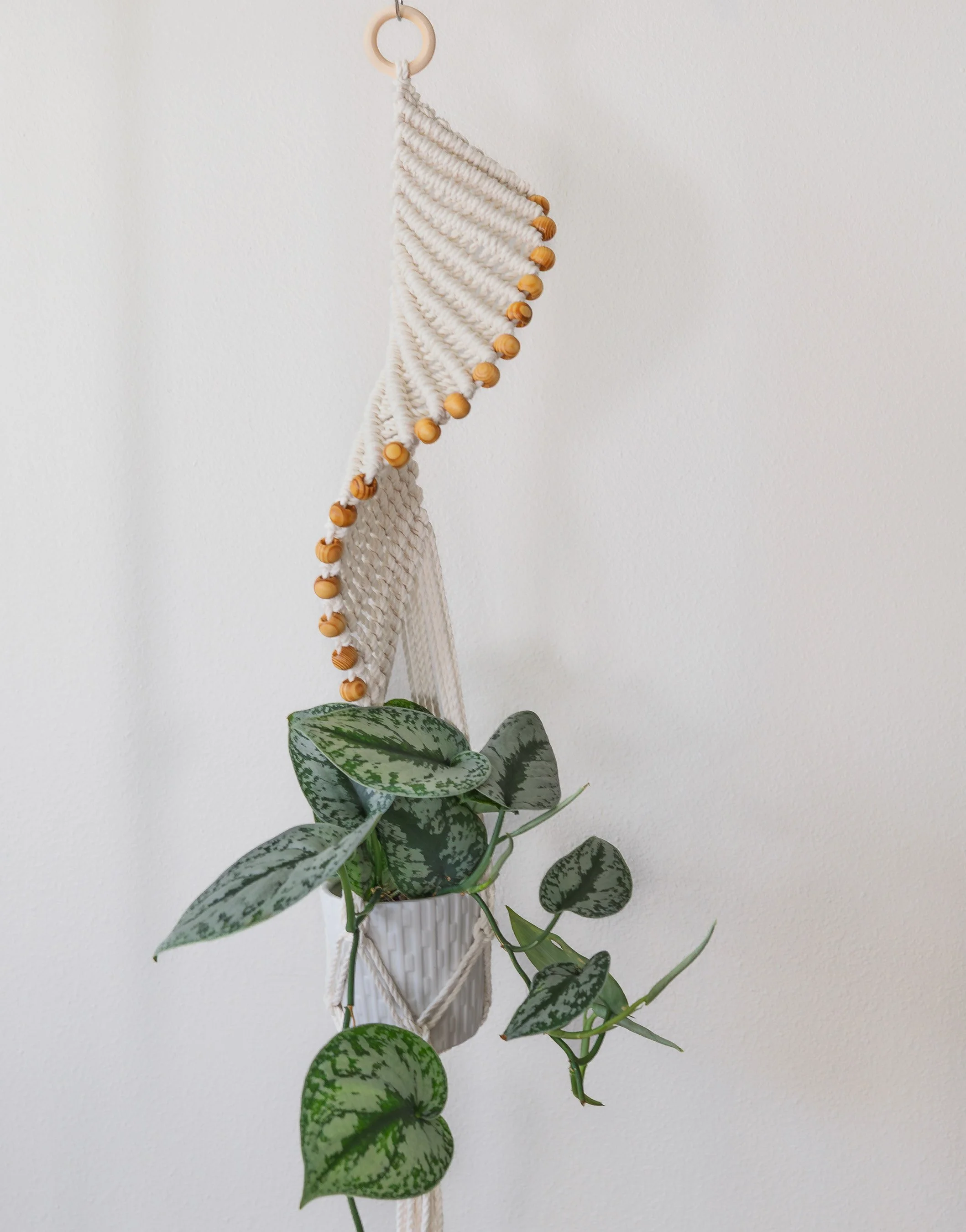 whimsical-plant-hanger-boho-macame-Scindapsus-pictus-'Exotica'.jpg