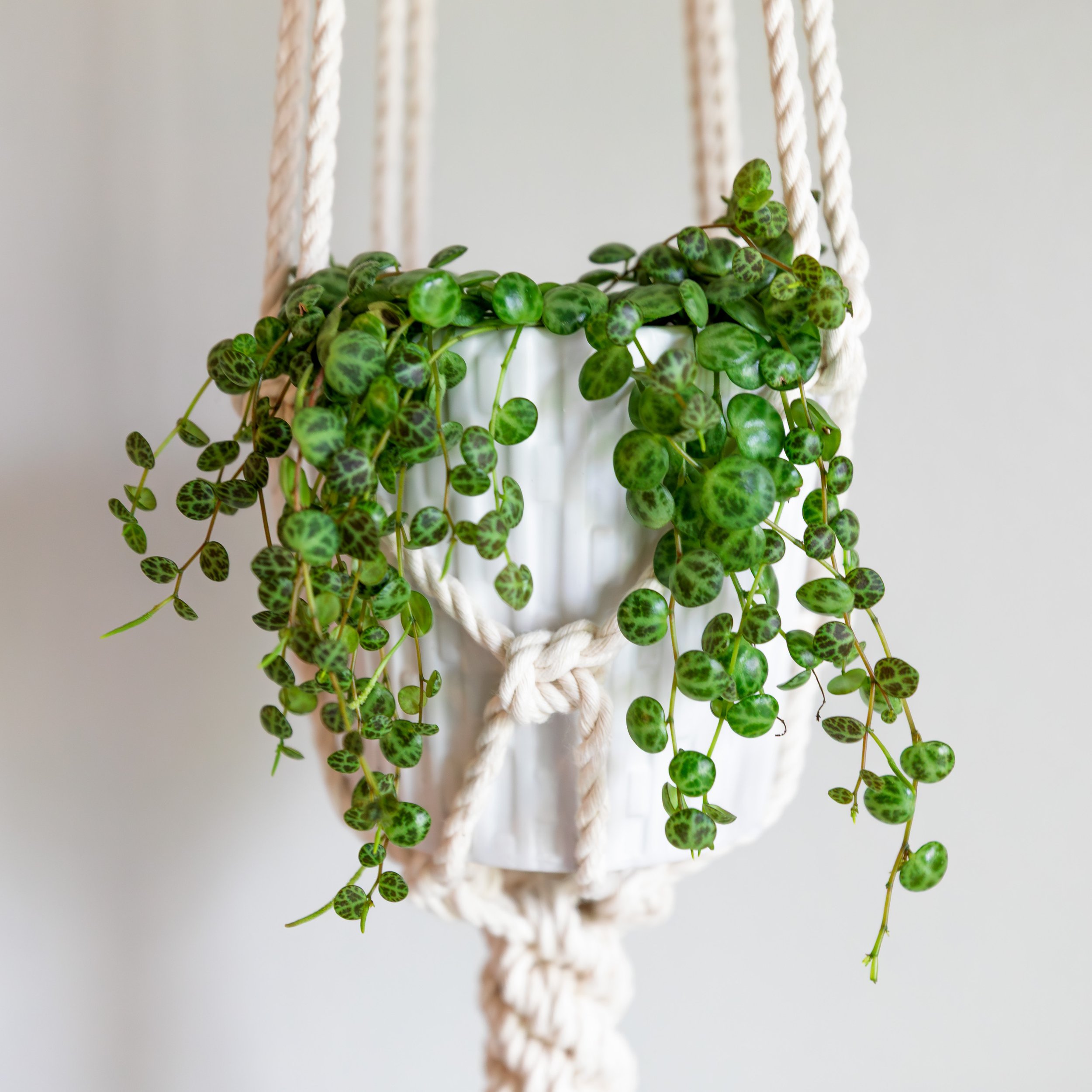 crown knot plant hanger double tiered string of turtles.jpg