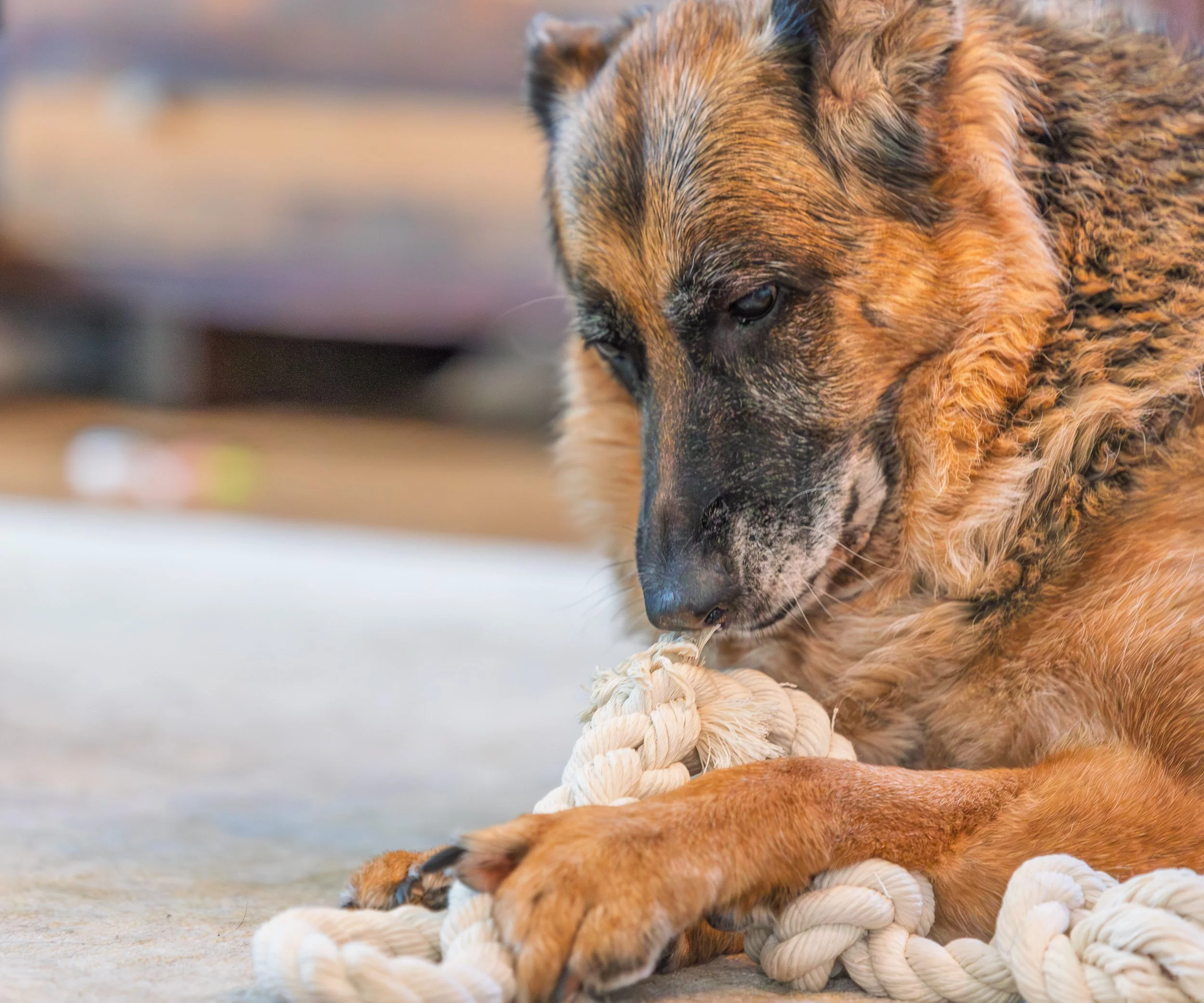 dog chew toy cotton only agressive chewers.jpg