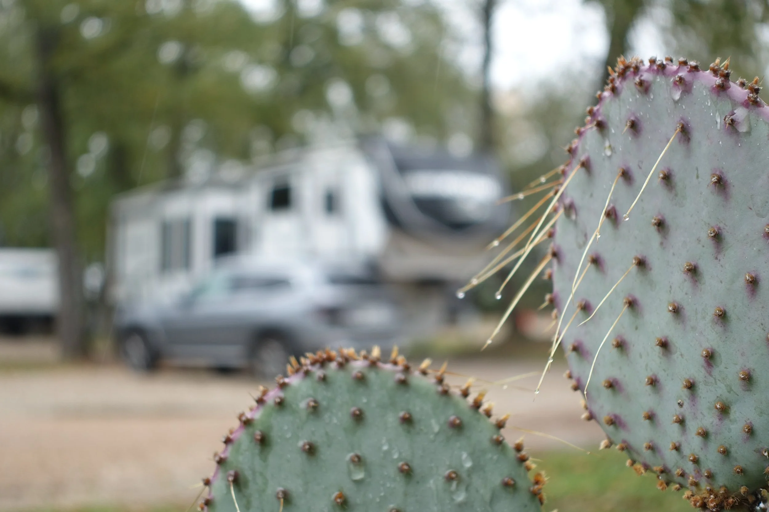 Close-up of prickly pear cactus pads with spines, with a blurred RV and parked car in the background.