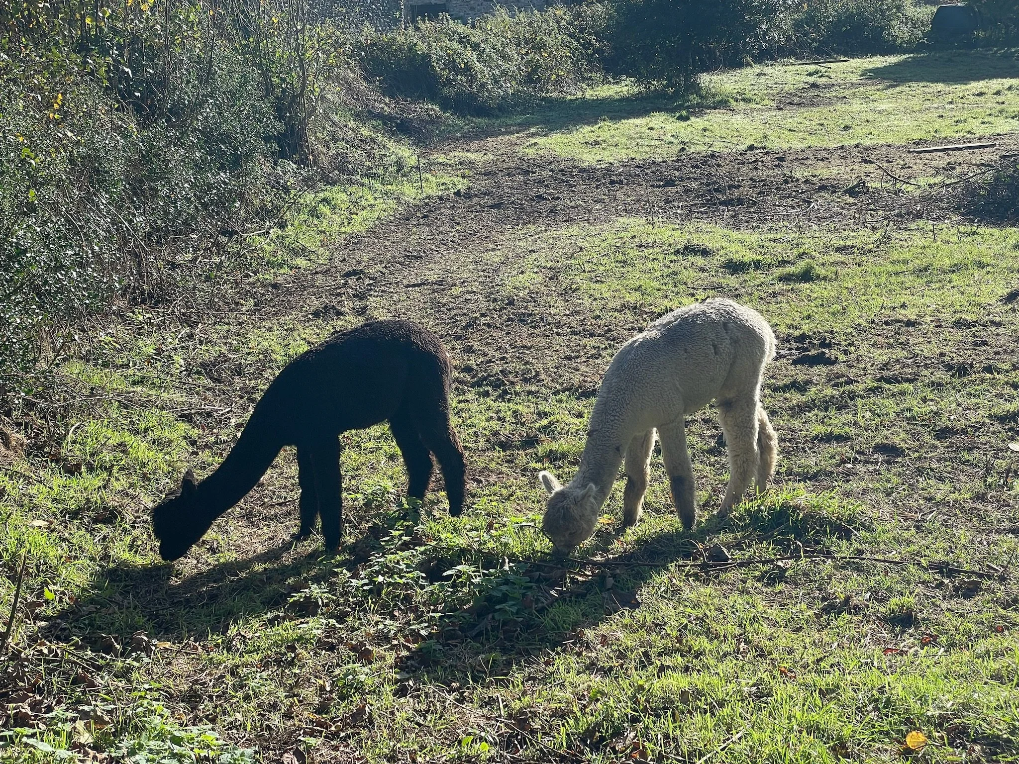 Two alpacas, one black and one white, grazing on grass in a sunny outdoor setting with bushes and trees in the background.