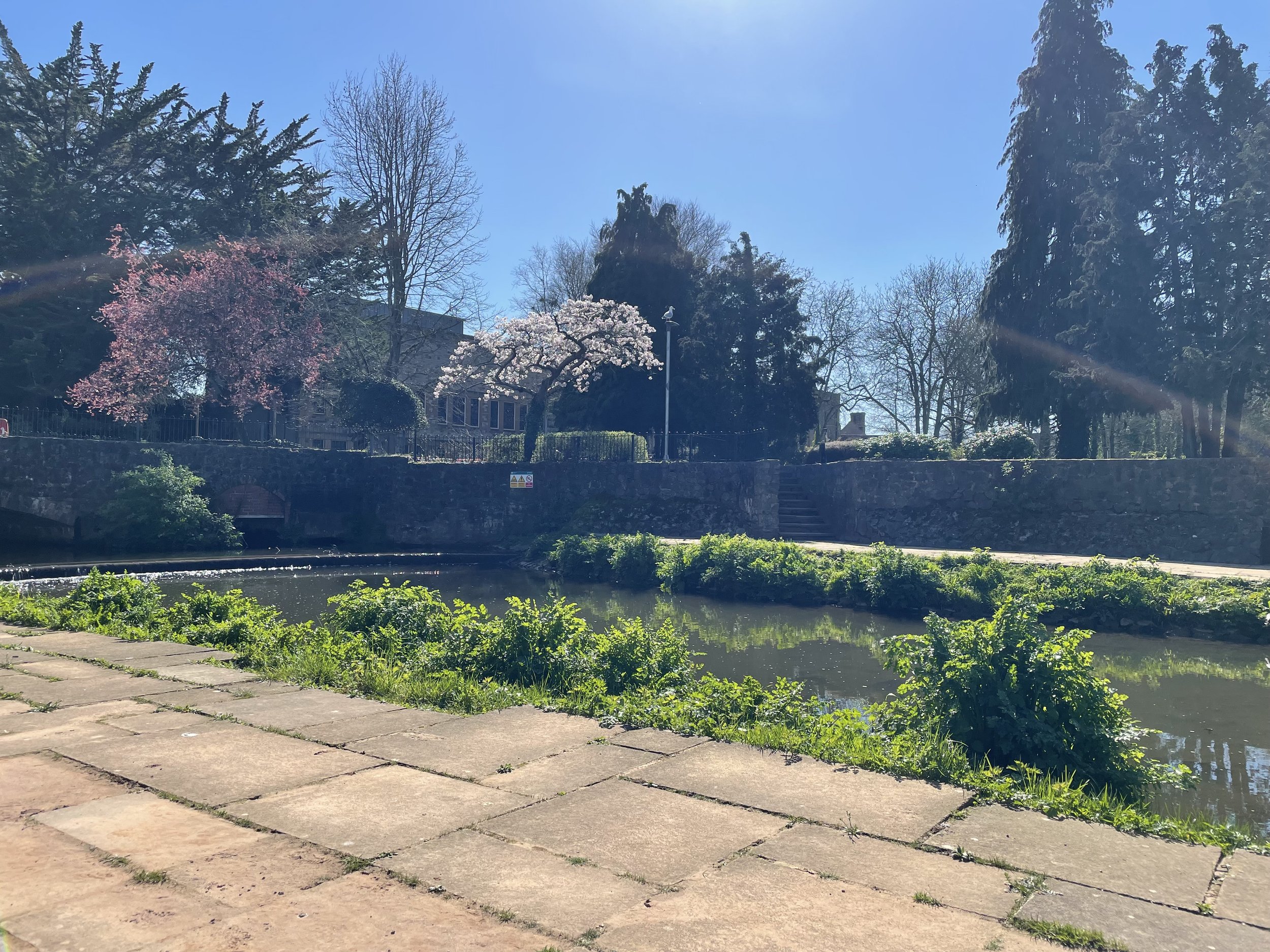 A park scene with blooming cherry blossom trees, tall evergreens, and a clear blue sky. A stone pathway runs alongside a small river or pond, with greenery and a fence in the background.