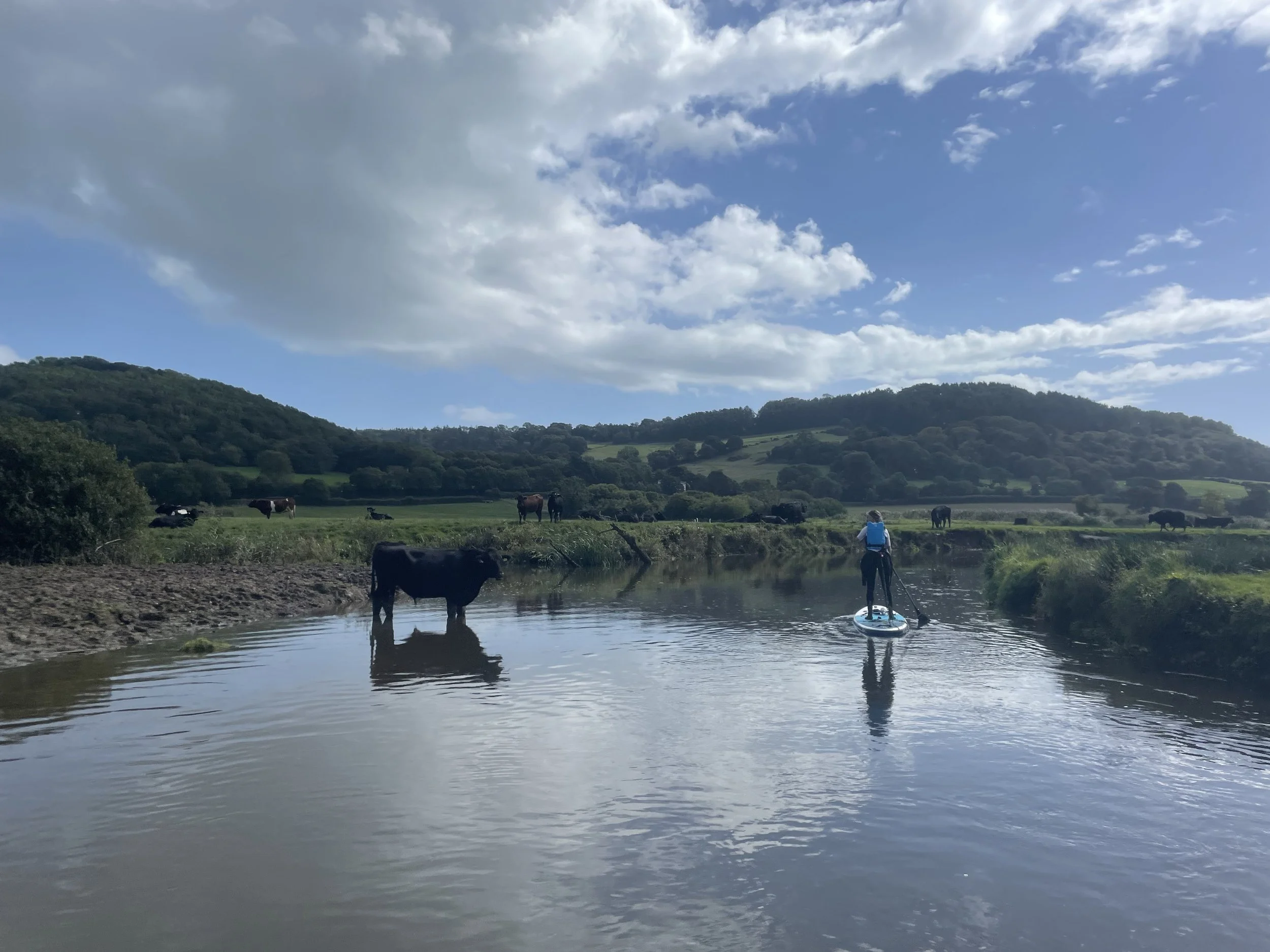 A person paddleboarding on a calm river, with cows grazing on green hills under a partly cloudy sky.