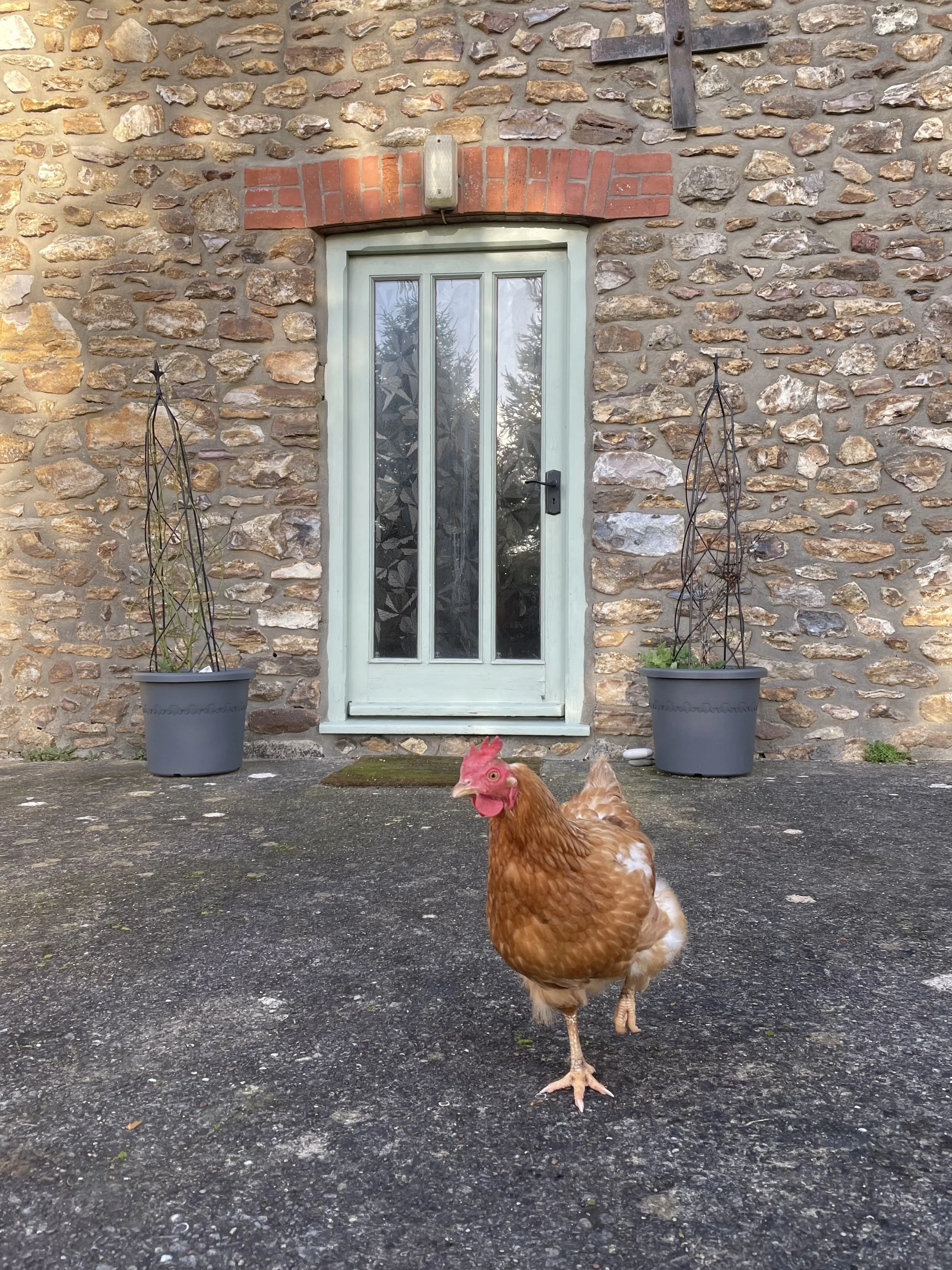 A friendly welcome from our chickens is guaranteed, plus some eggs if you are lucky!
