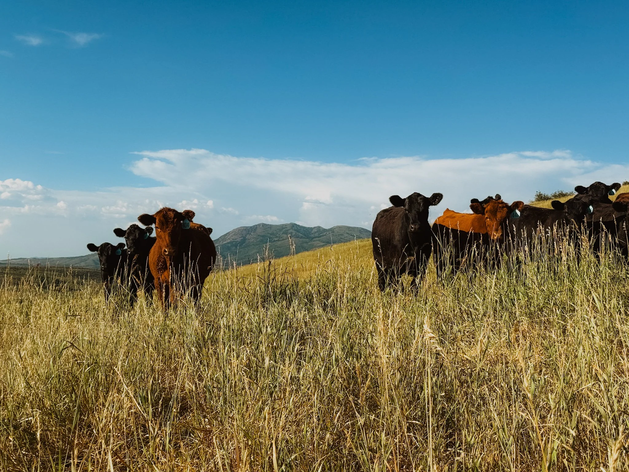 cows in field