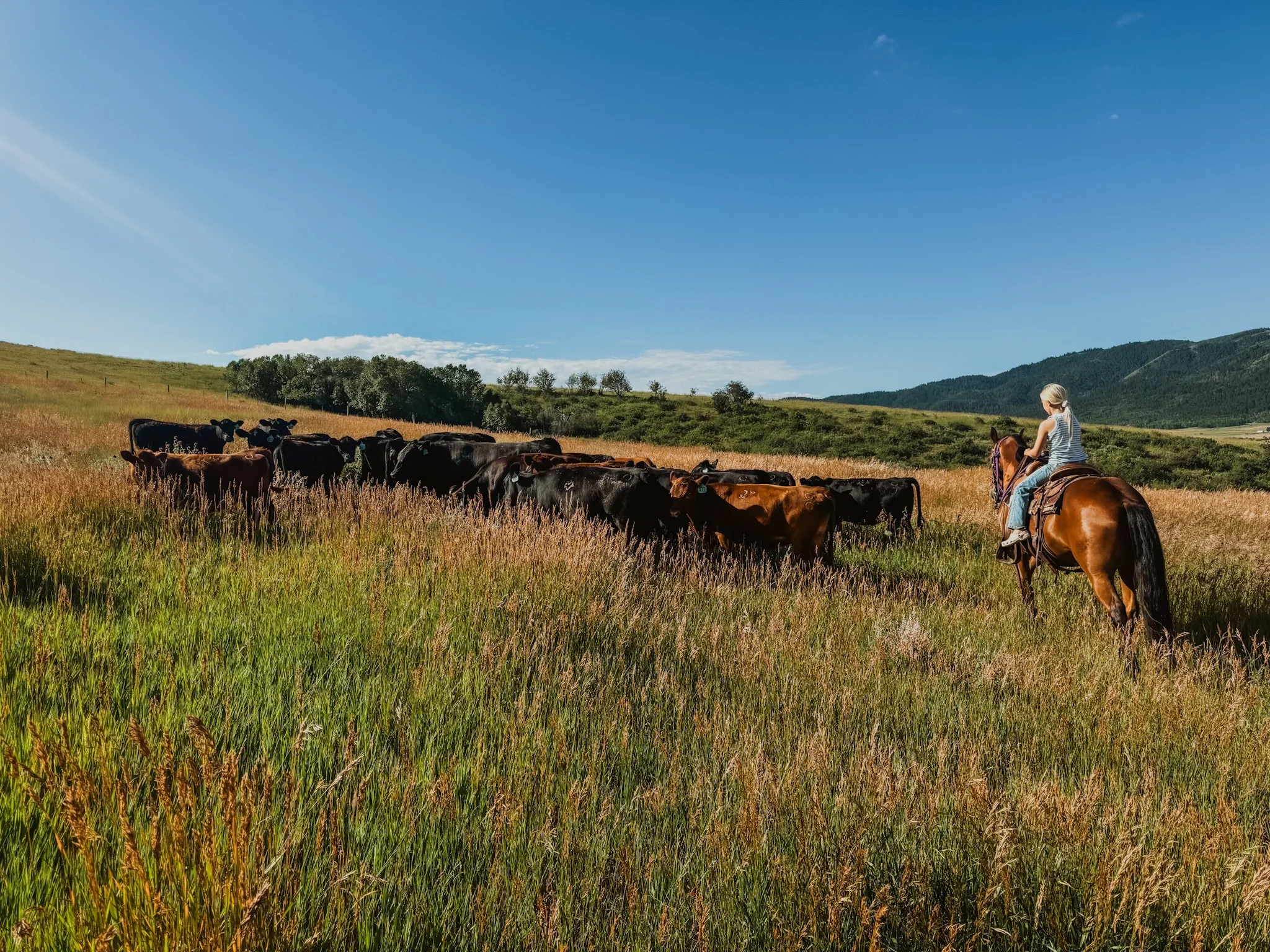 A person riding a horse in a grassy field with a herd of cattle nearby, under a clear blue sky with distant hills.
