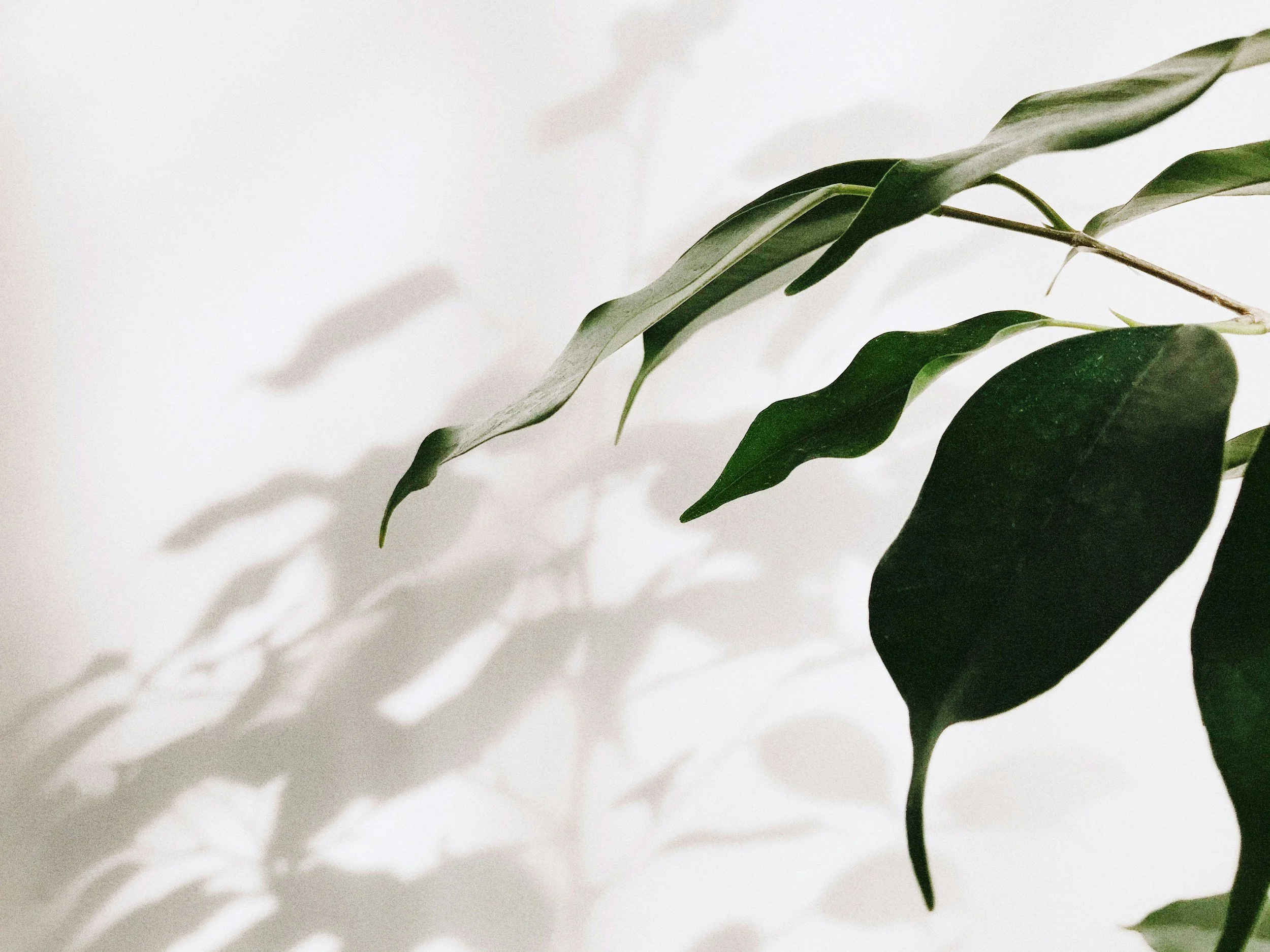 Close-up of green leaves on a plant with shadows cast on a white background.