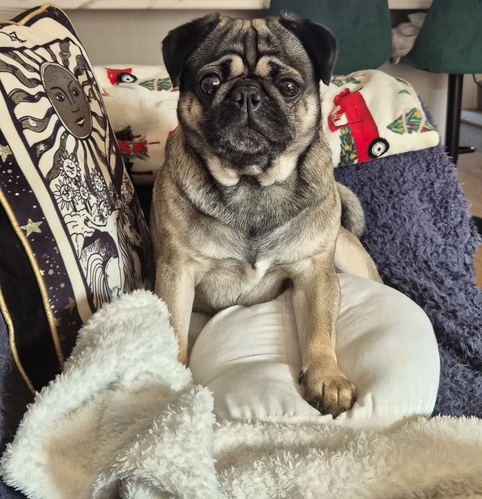 A pug dog sitting on a person's lap surrounded by holiday-themed pillows and blankets, with a fluffy white blanket in the foreground.
