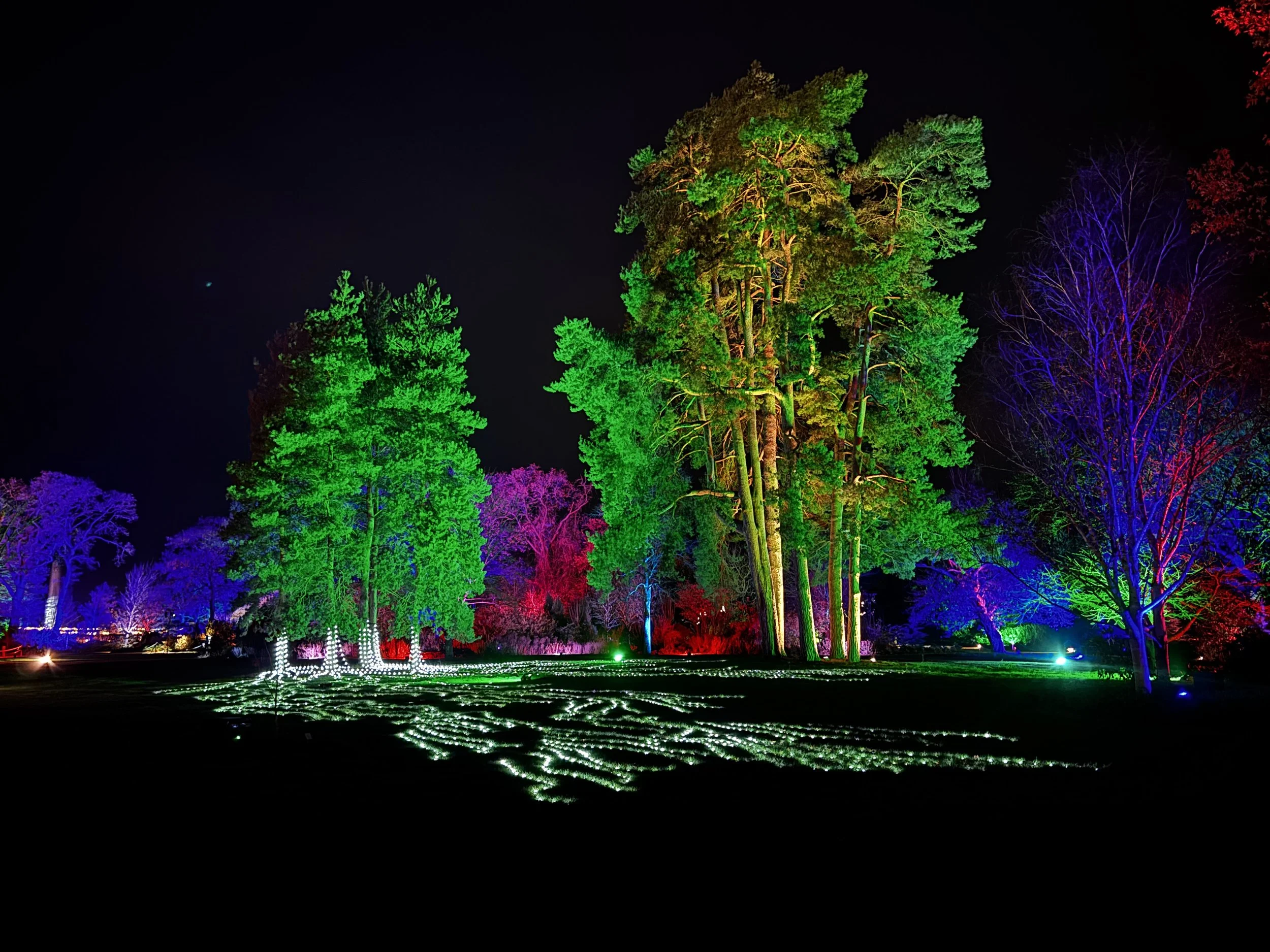 Tree lighting with 'roots' installation