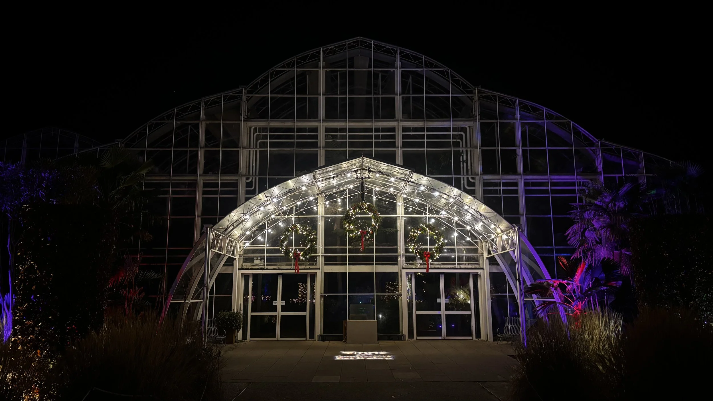 Festoon install at the Wisley glasshouse