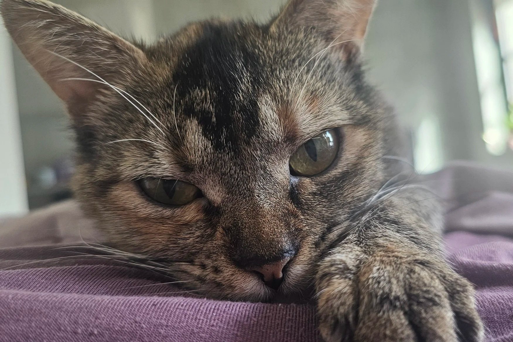 Close-up of a tabby cat lying on a purple blanket, with its head resting and eyes half-open.