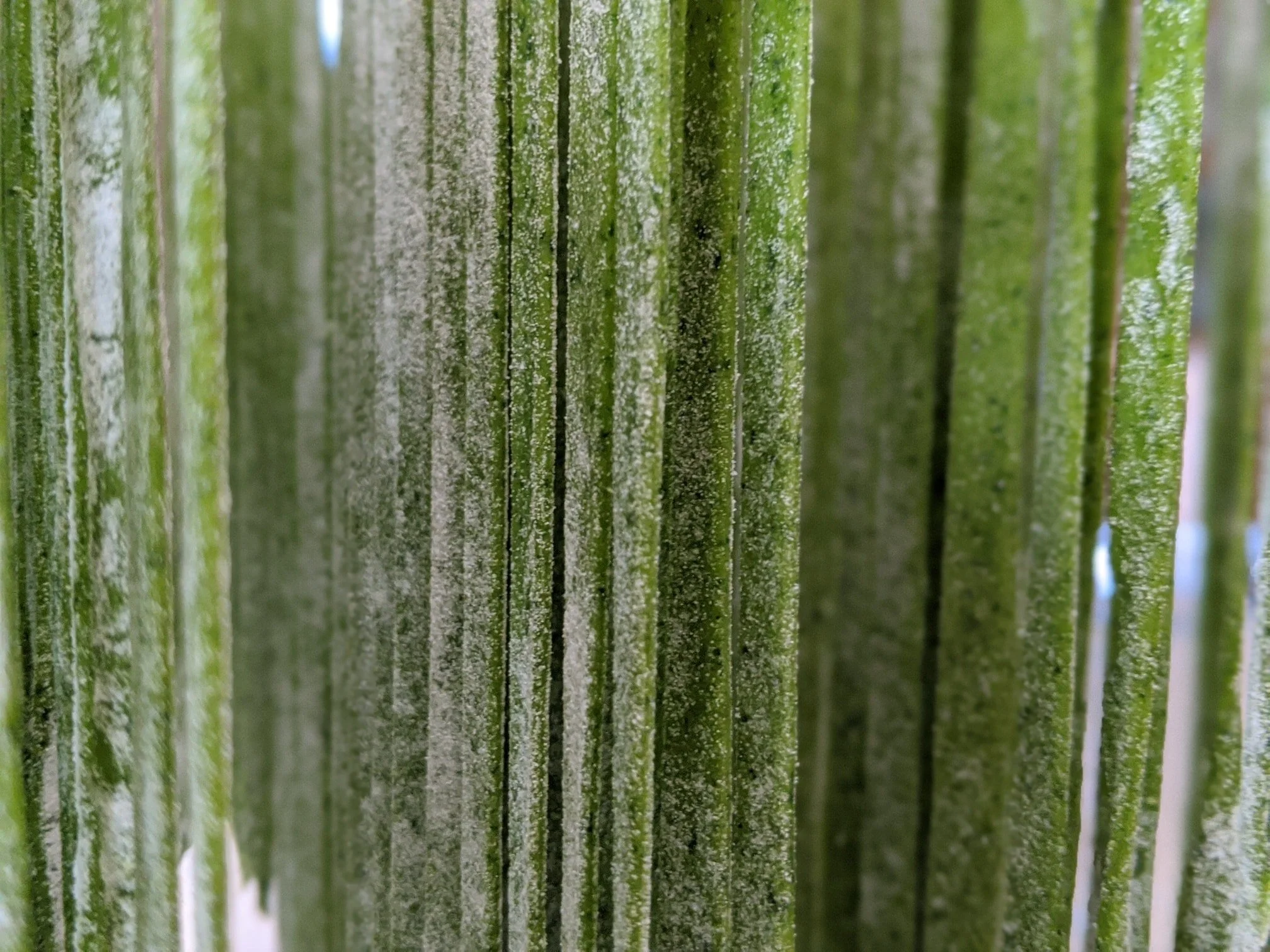 spinach hang 2.jpg