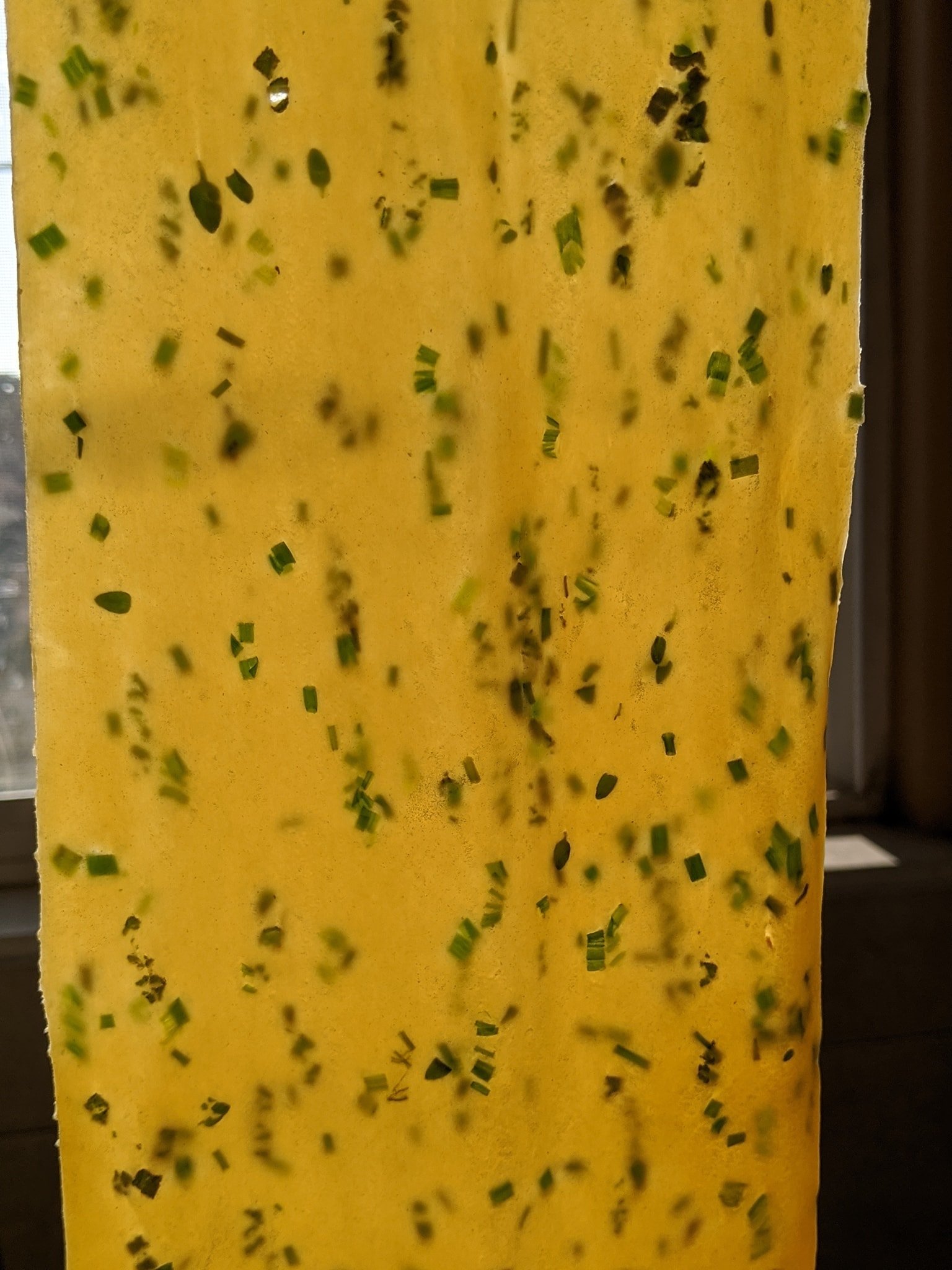 herb uncut.jpg