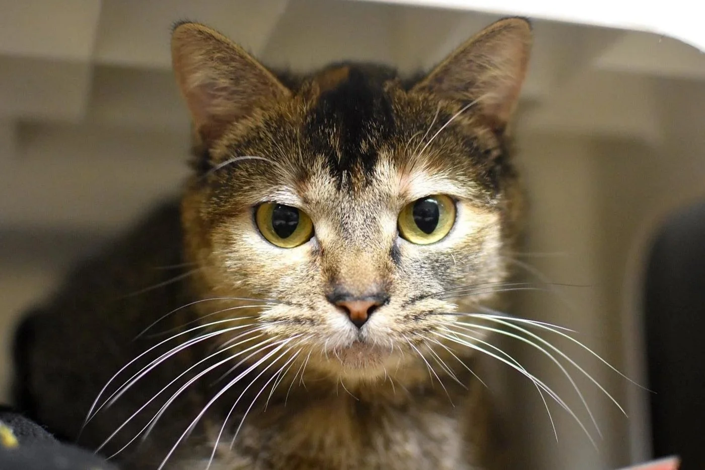 Close-up of a domestic short-haired tabby cat with distinctive striped fur and green eyes.