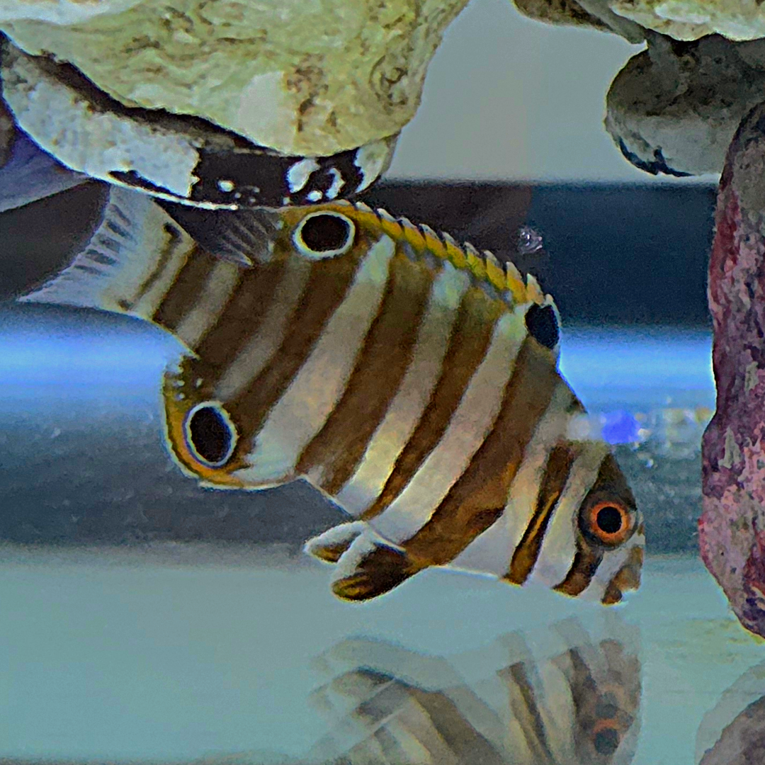 Harlequin Tusk Wrasse