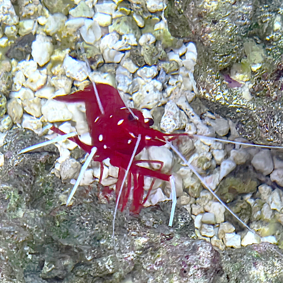 Fire Shrimp
