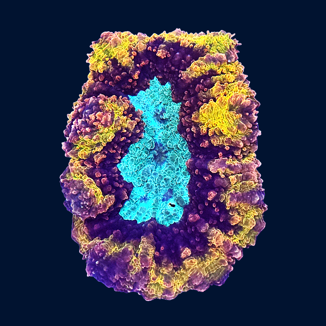 WEBSITE (1)-11 (1).png