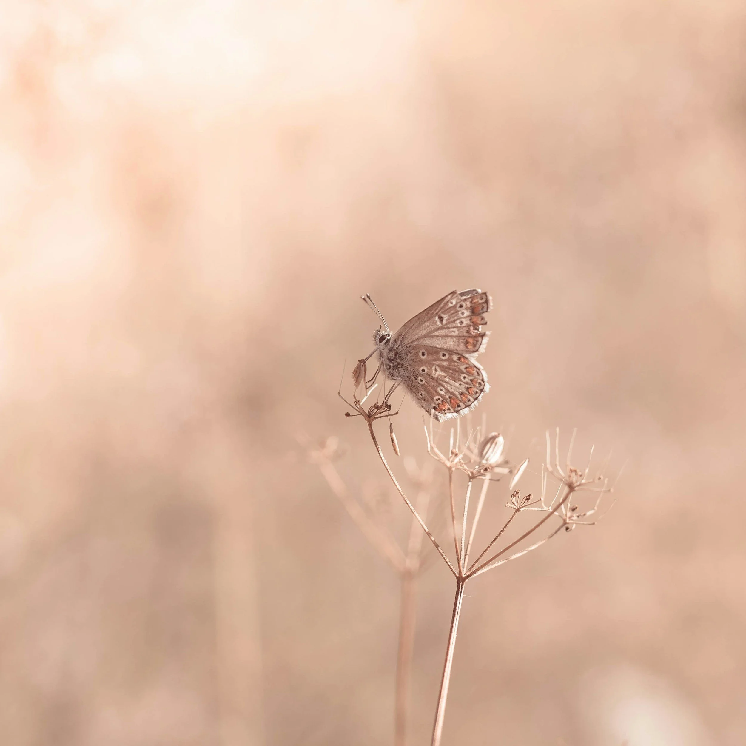 Close-up of a dried plant stem with a butterfly perched on it, against a soft, blurred background.