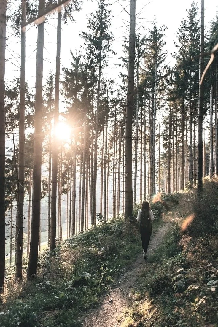 A person hiking on a narrow trail through a dense forest with tall pine trees, sunlight filtering through the branches.