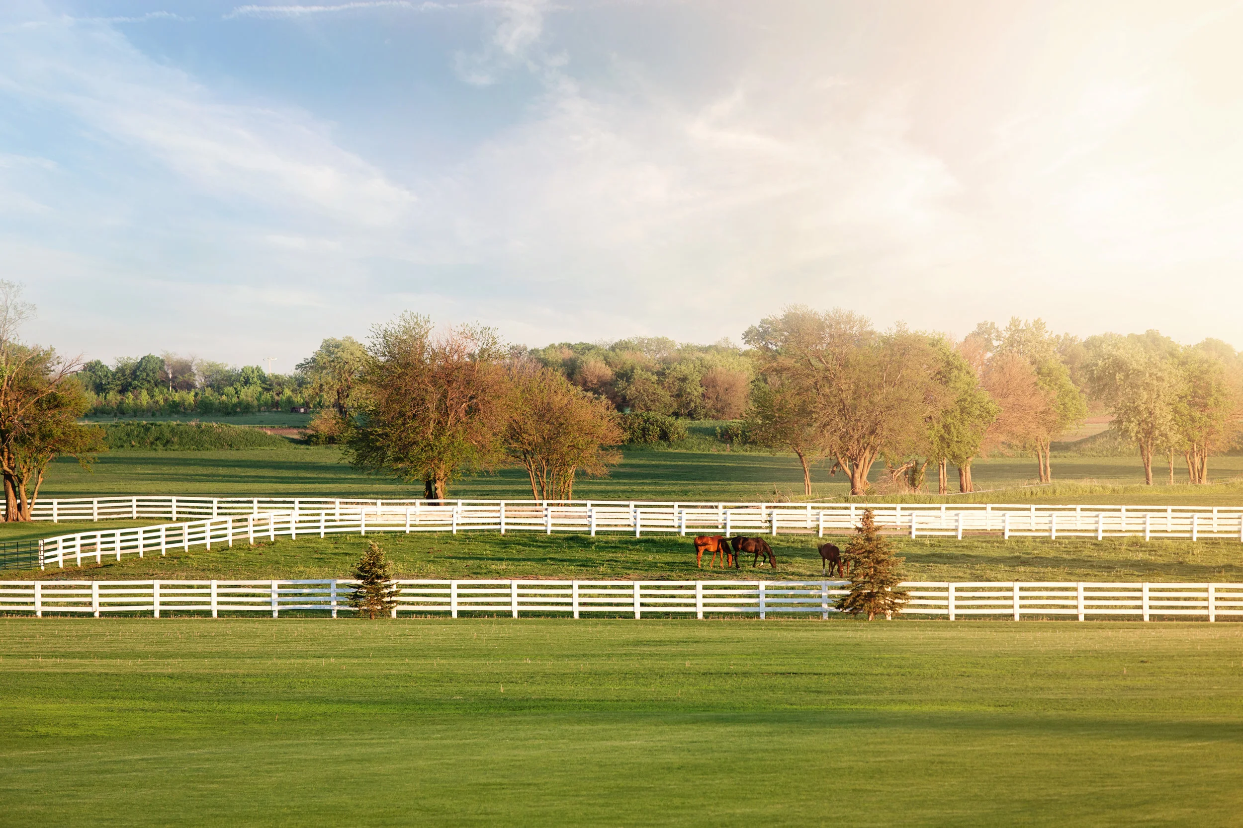 Three horses in field.jpg