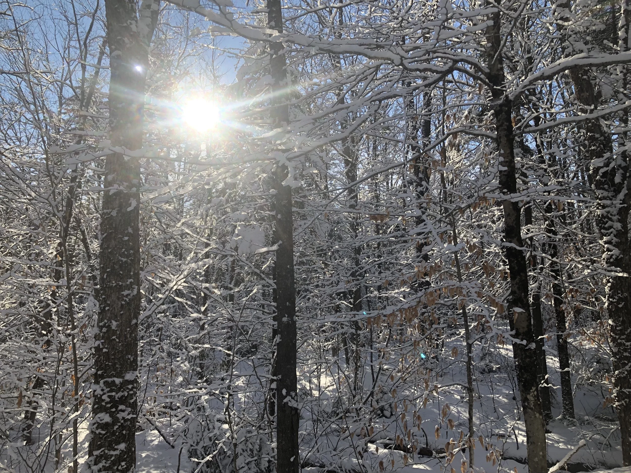 Bluebird Sky Snow on Trees.jpg