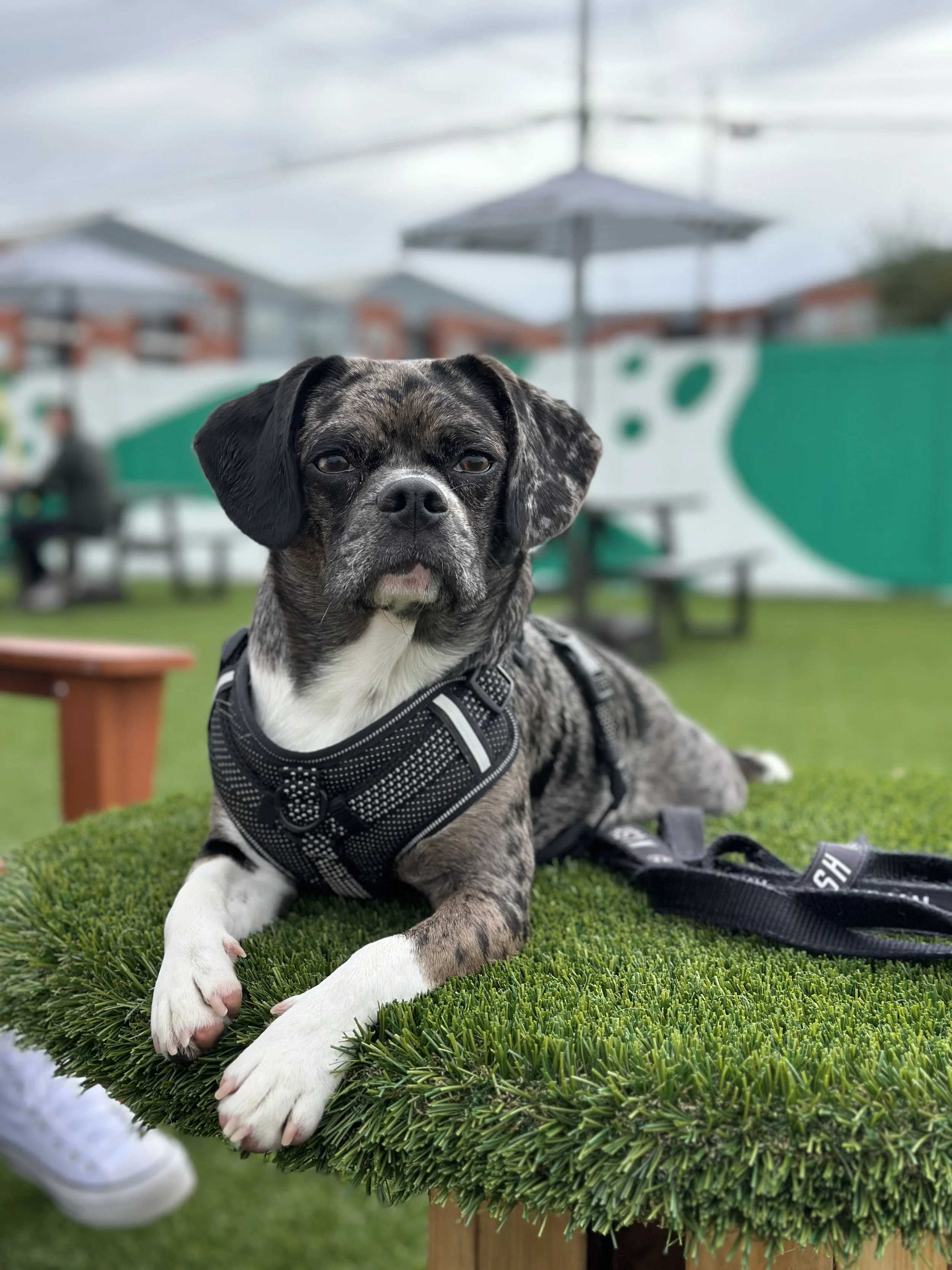 Dog at Urban Dog Bar