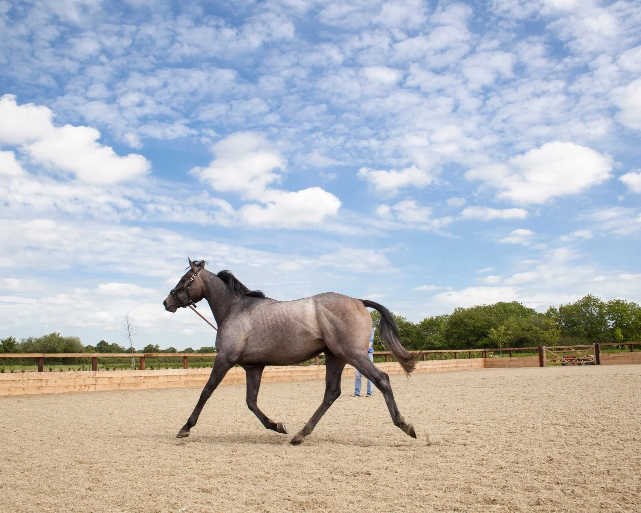 Lunging