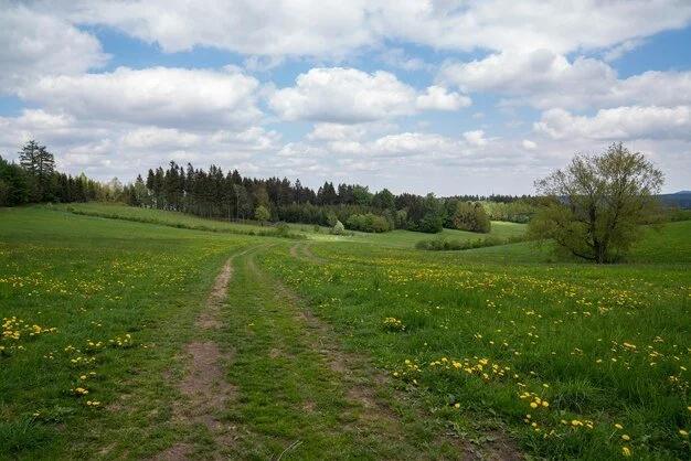 Chemin de terre dans un champ vert parsemé de pissenlits, avec des arbres et un ciel nuageux en arrière-plan.