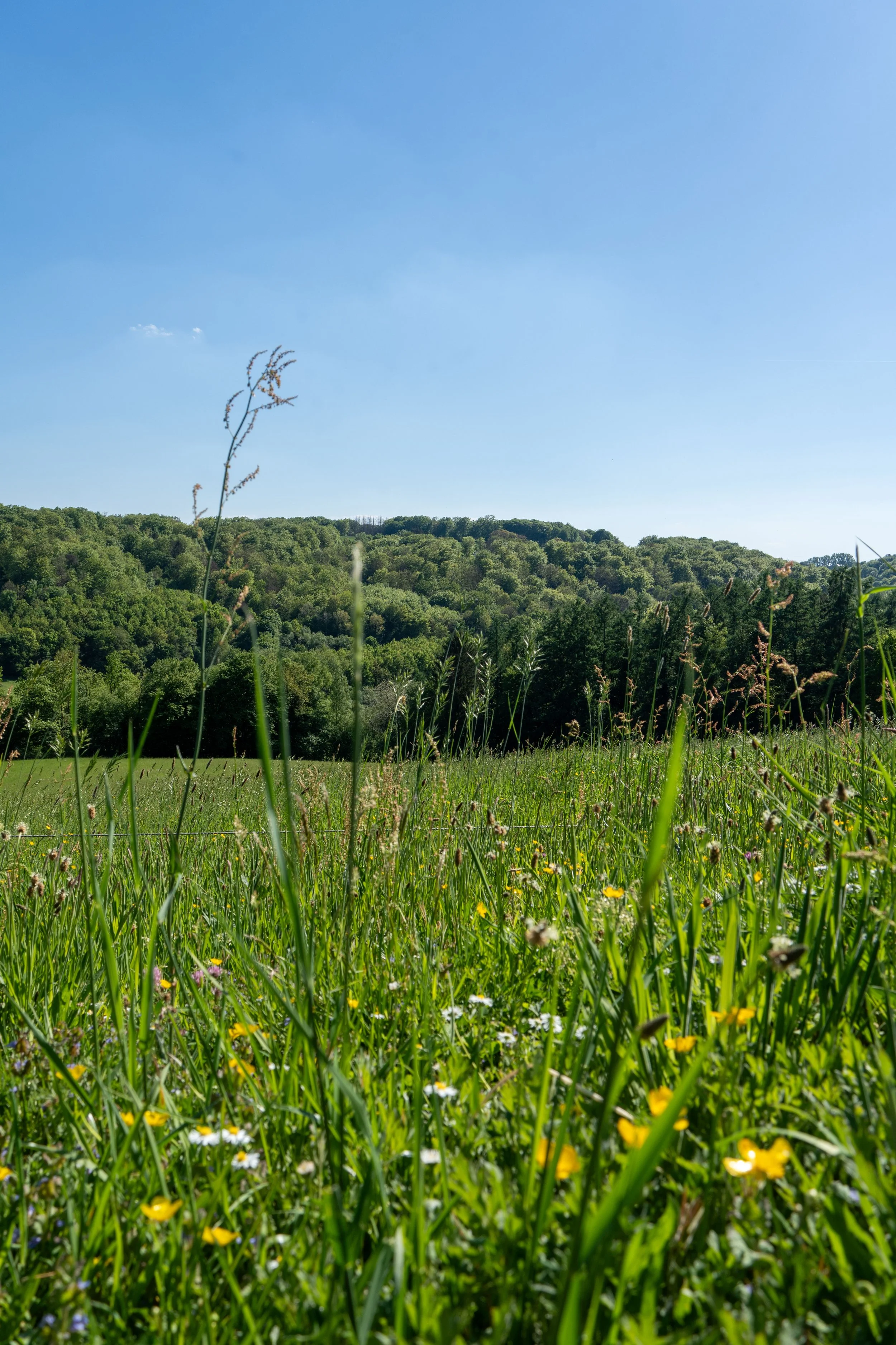 Prairie
