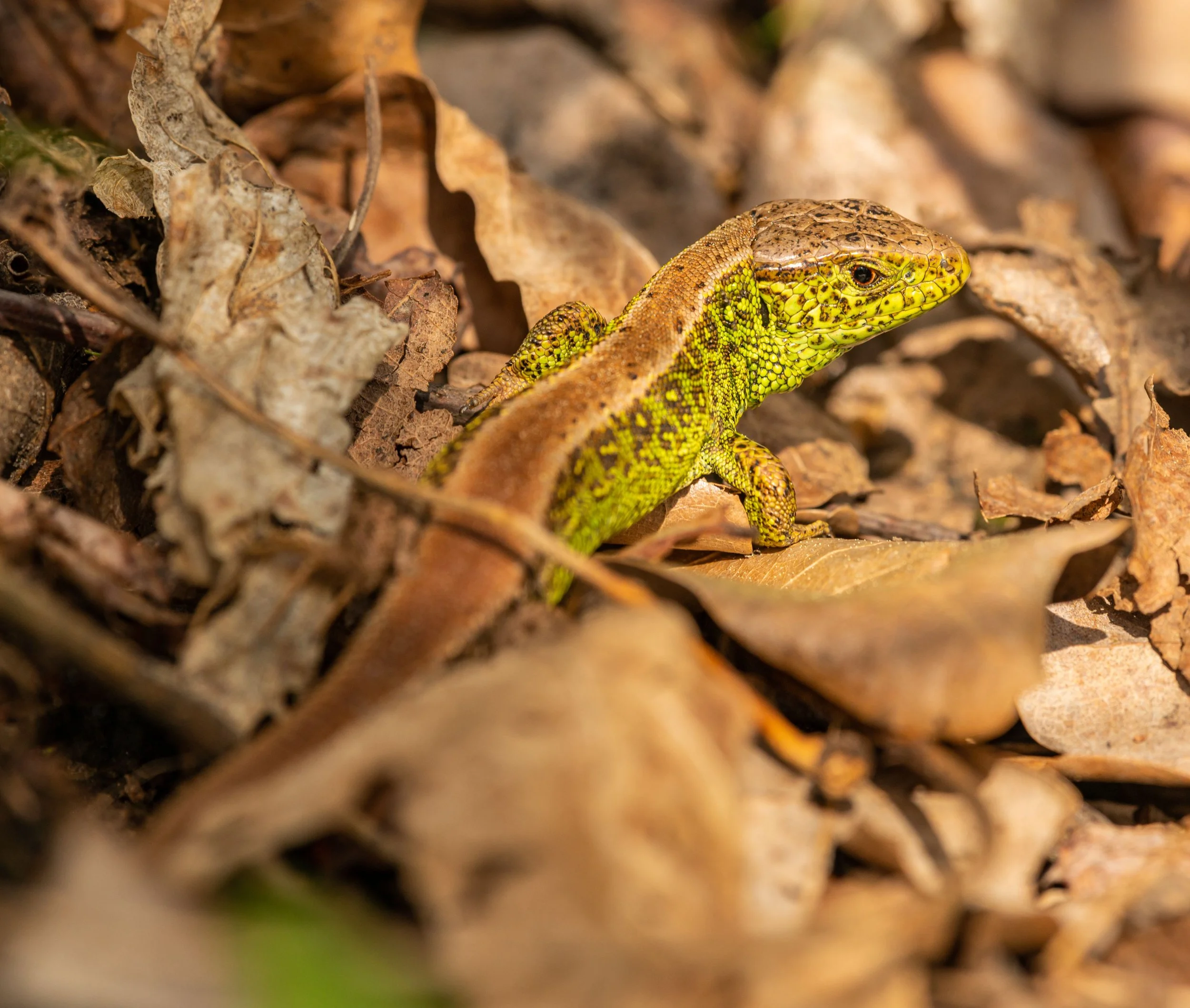 Lézard des souches