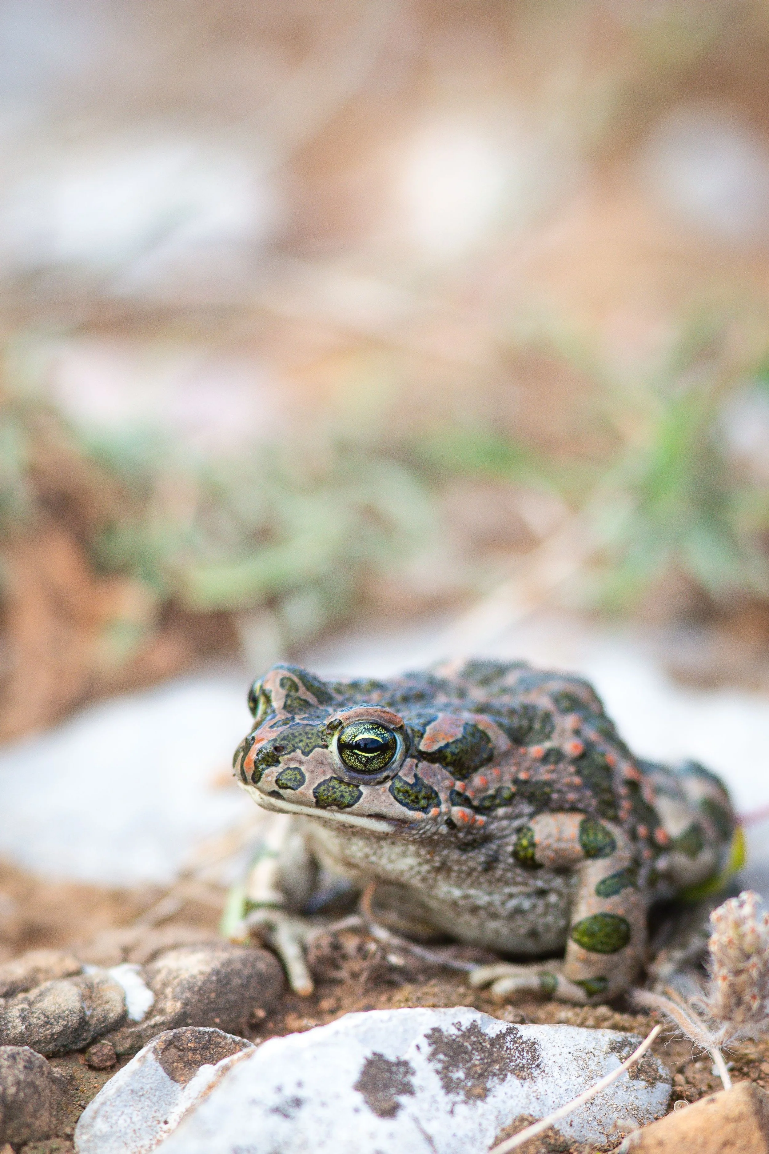 Crapaud calamite