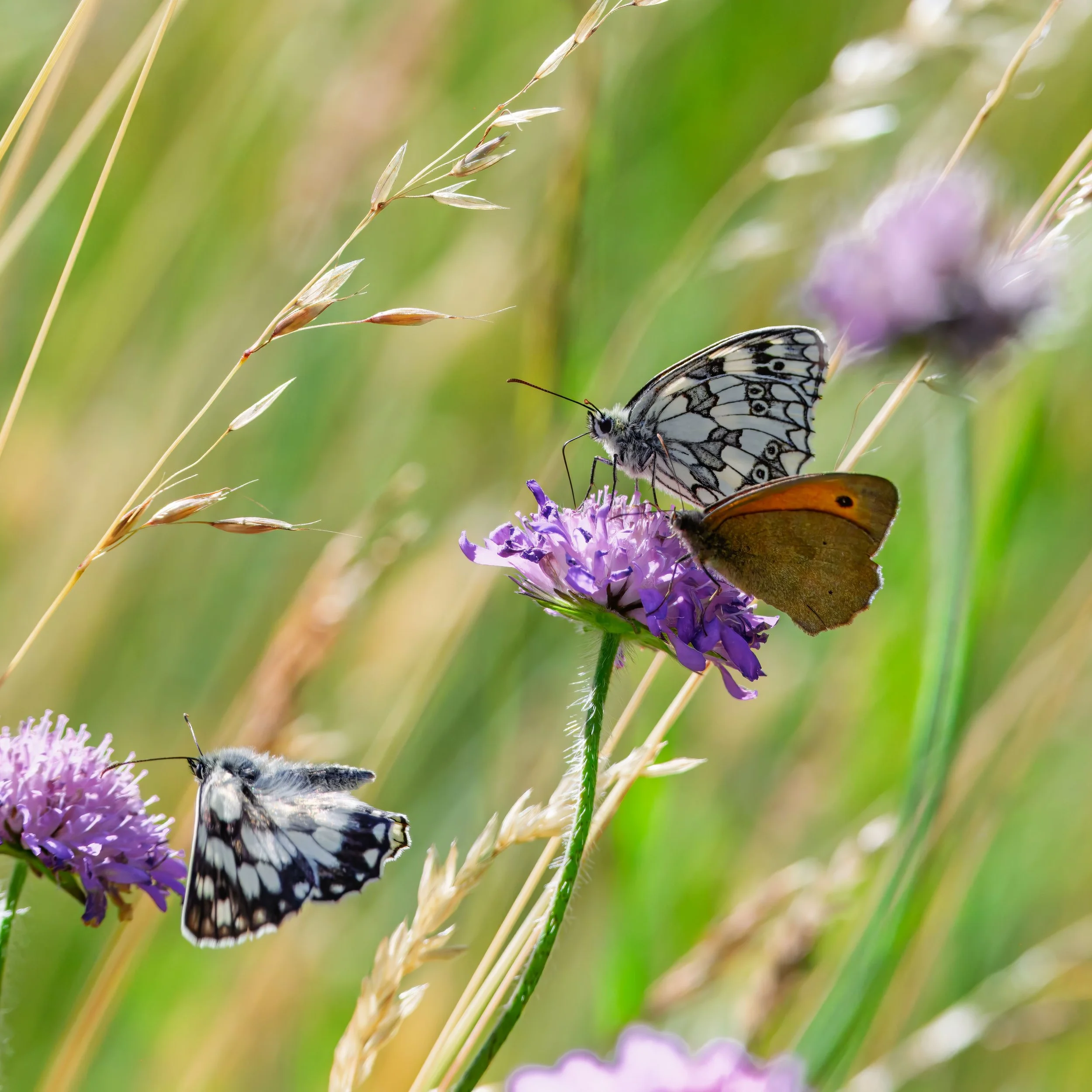 Inventaires naturalistes
