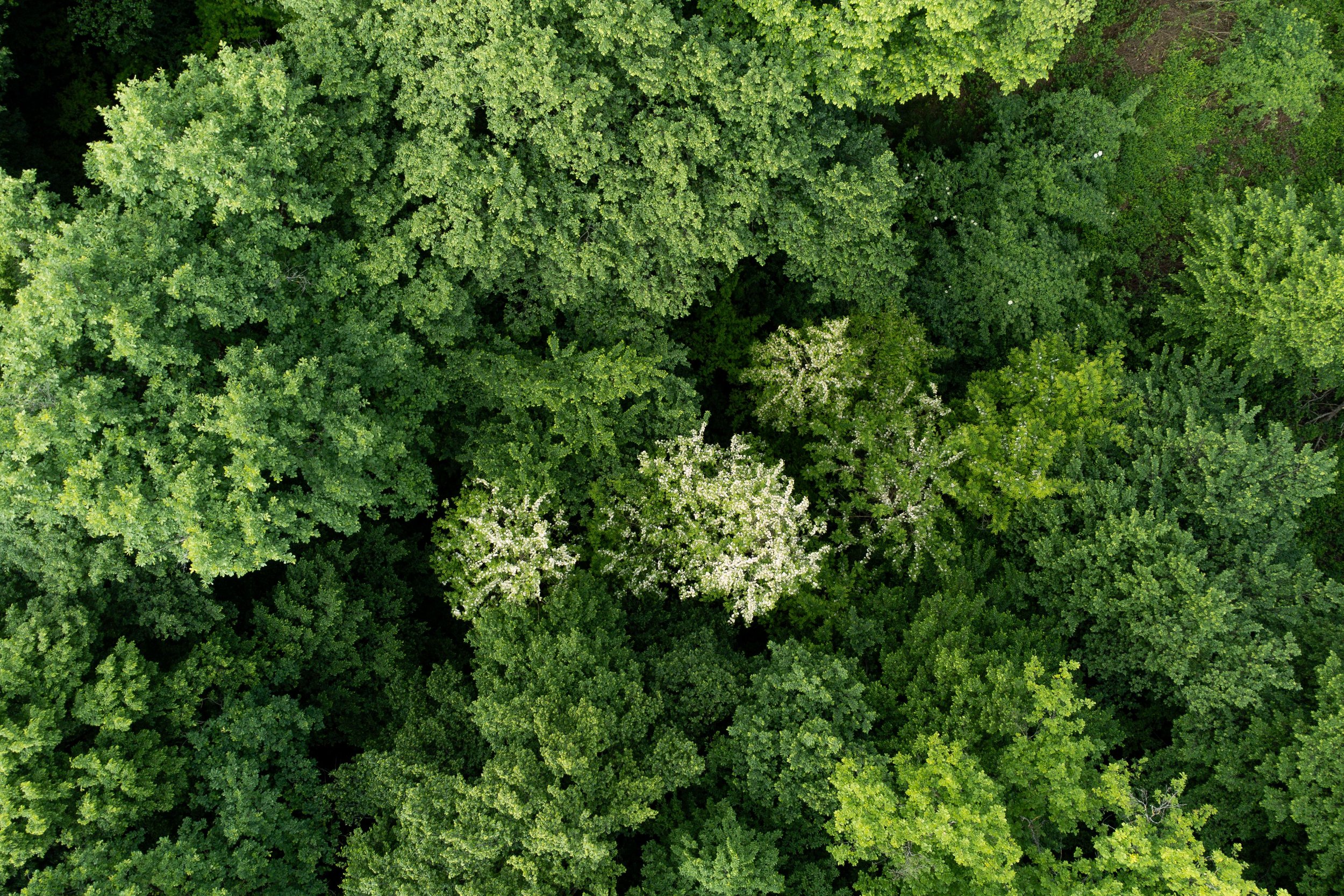 Vue aérienne d'une forêt dense avec différents arbres verts.
