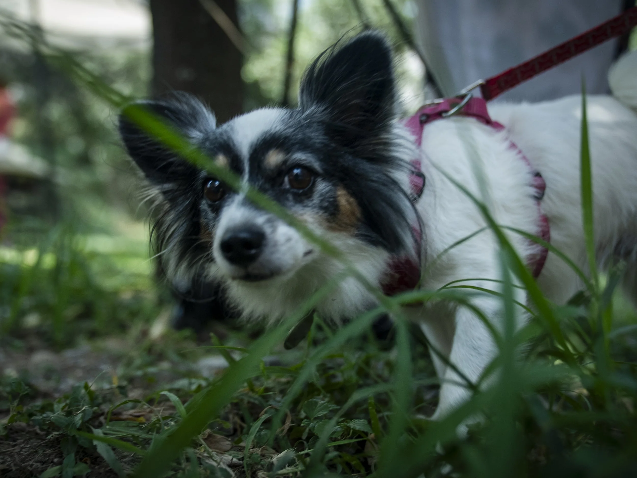 DSC05053.JPG
