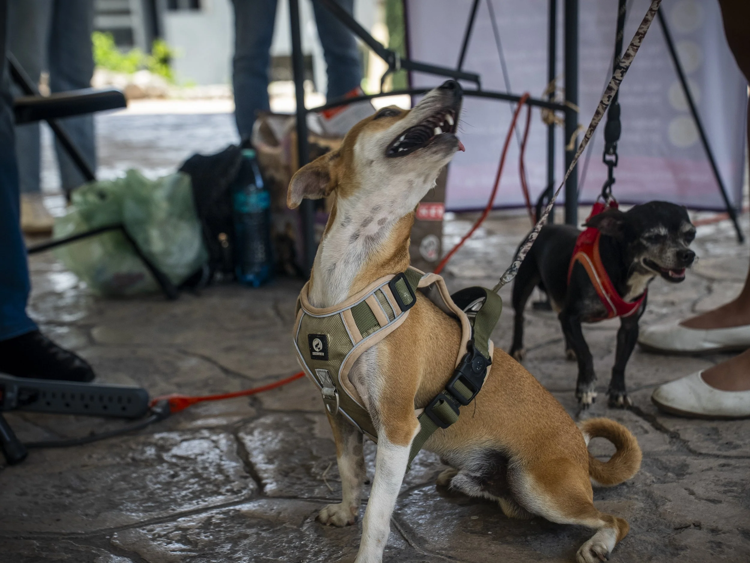 DSC05854.JPG