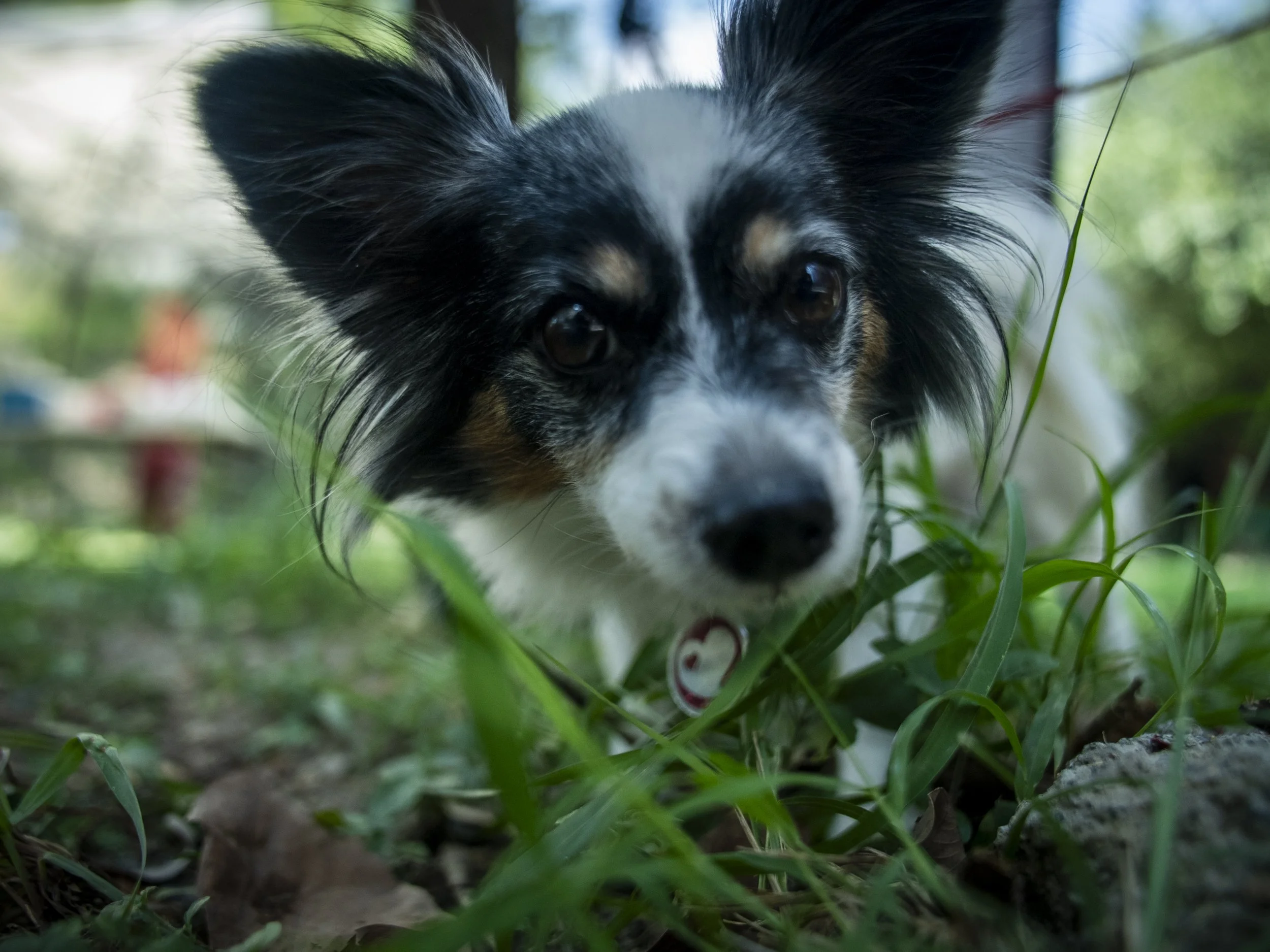 DSC05066.JPG