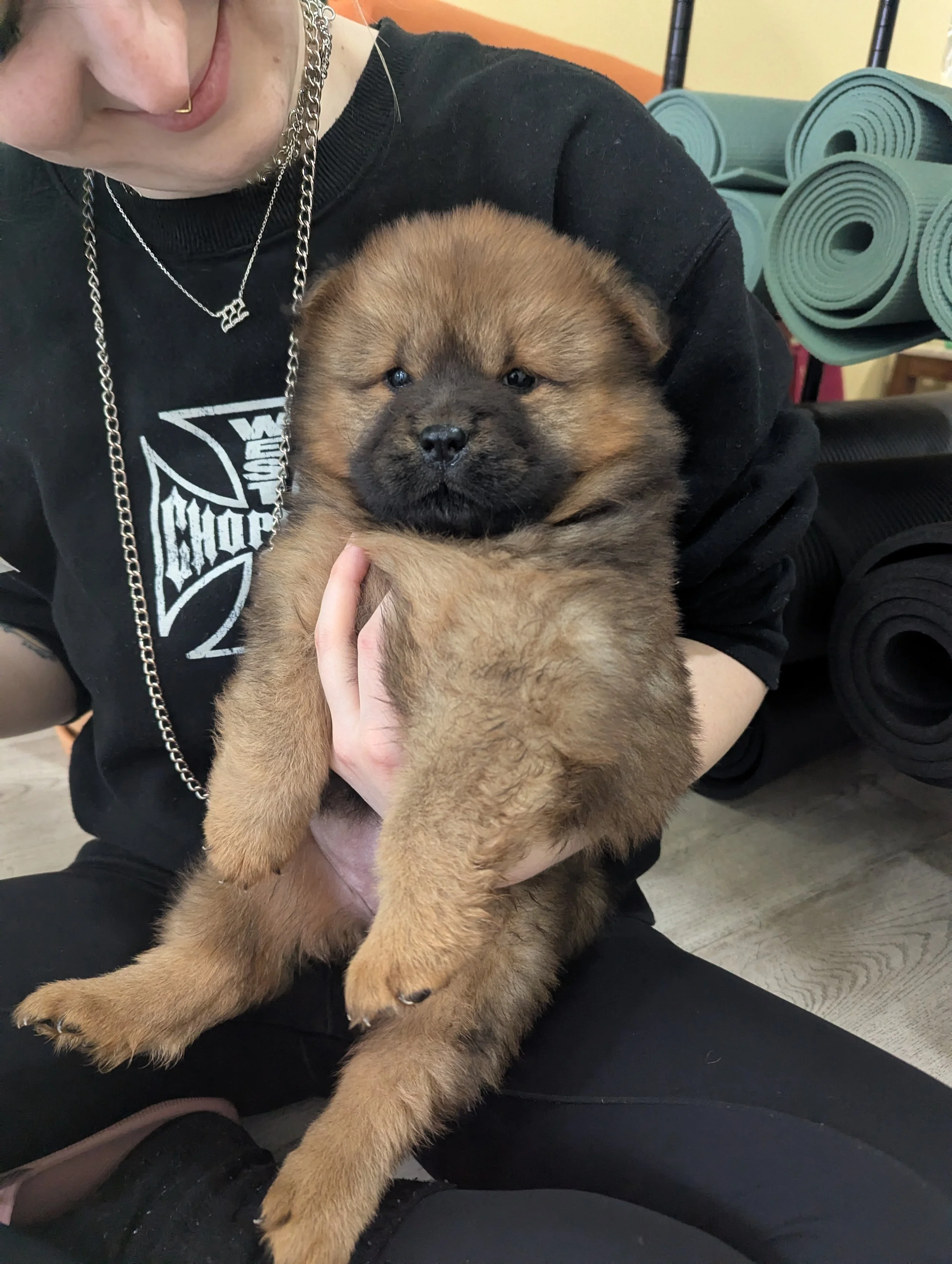 A person holding a fluffy, brown puppy with dark markings on its face.