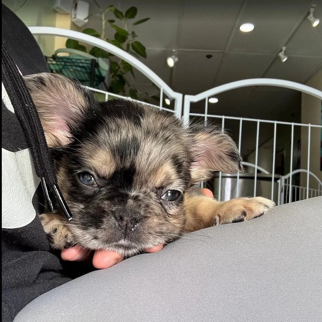 A sleepy puppy with brindle fur lying on a table, resting its head on a person's hand in an indoor setting with a metal pet enclosure and plants in the background.