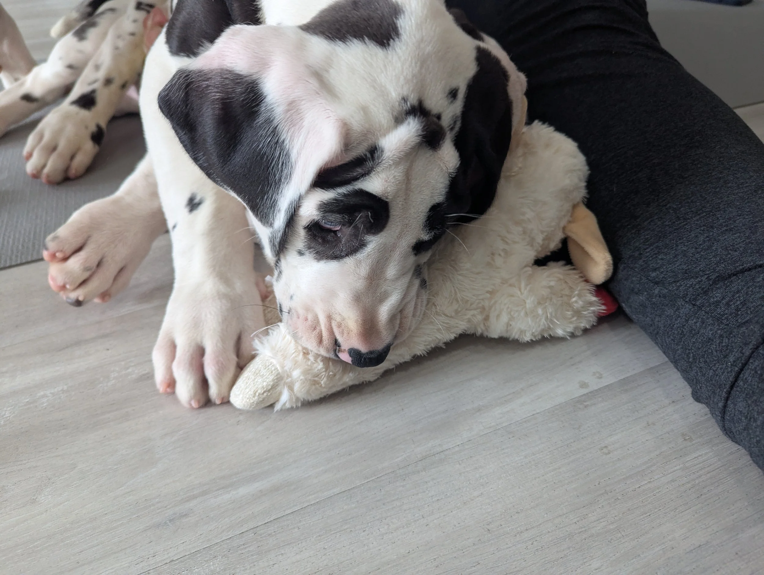 Two Dalmatian puppies sleeping together on a soft blanket, with one puppy resting its head on the other, on a light-colored floor.