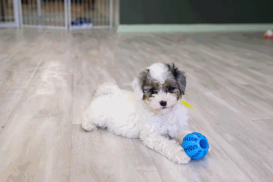 A fluffy puppy lying on a light wood floor next to a blue rubber ball.