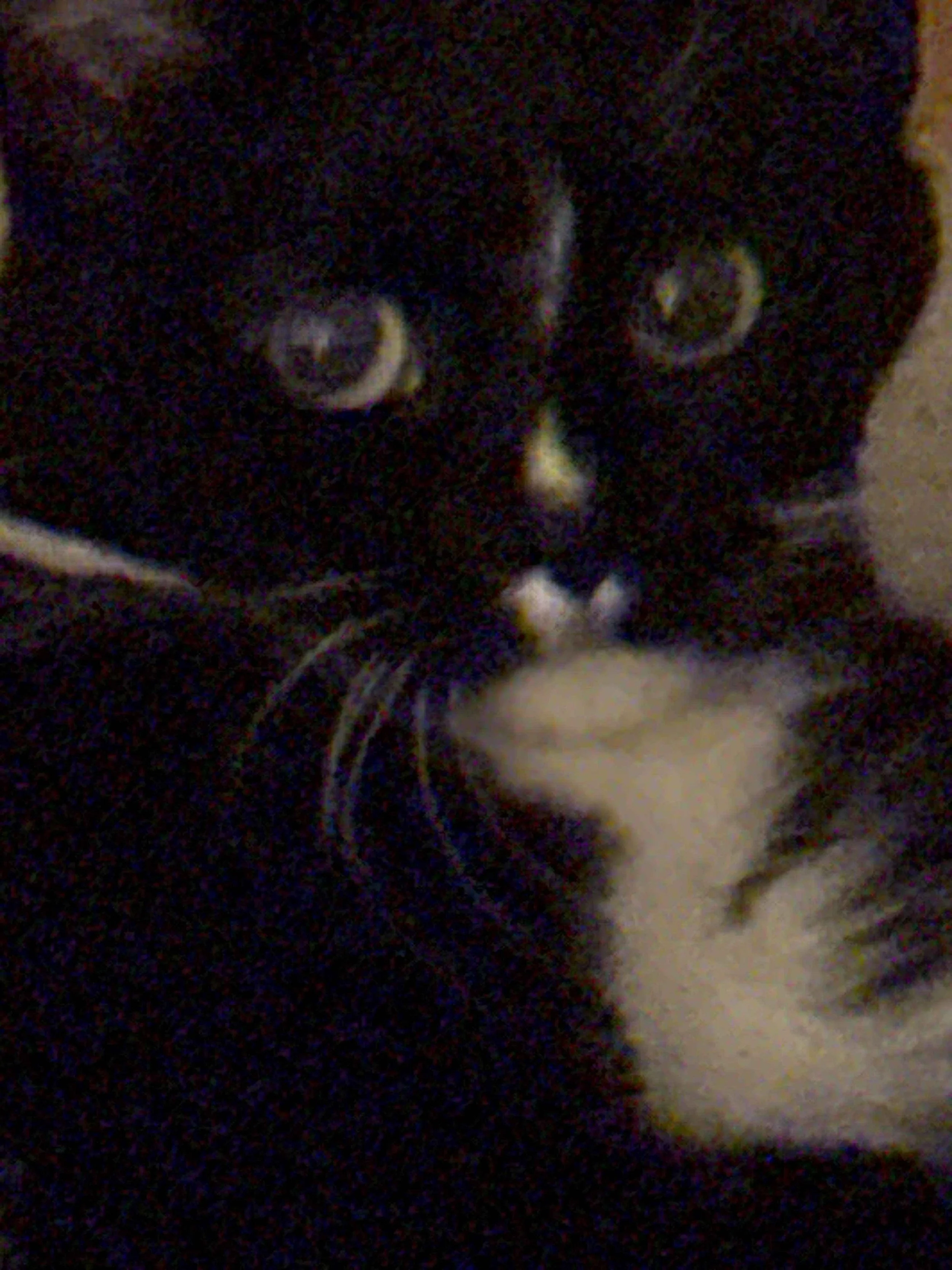 Close-up image of a black and white cat lying on its back with paws up, looking directly at the camera at night.